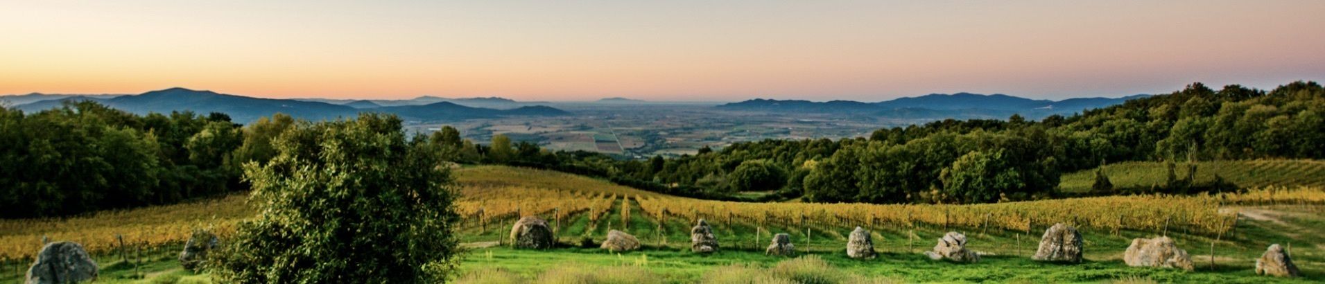 A vineyard with rolling hills and a clear view of distant mountains.