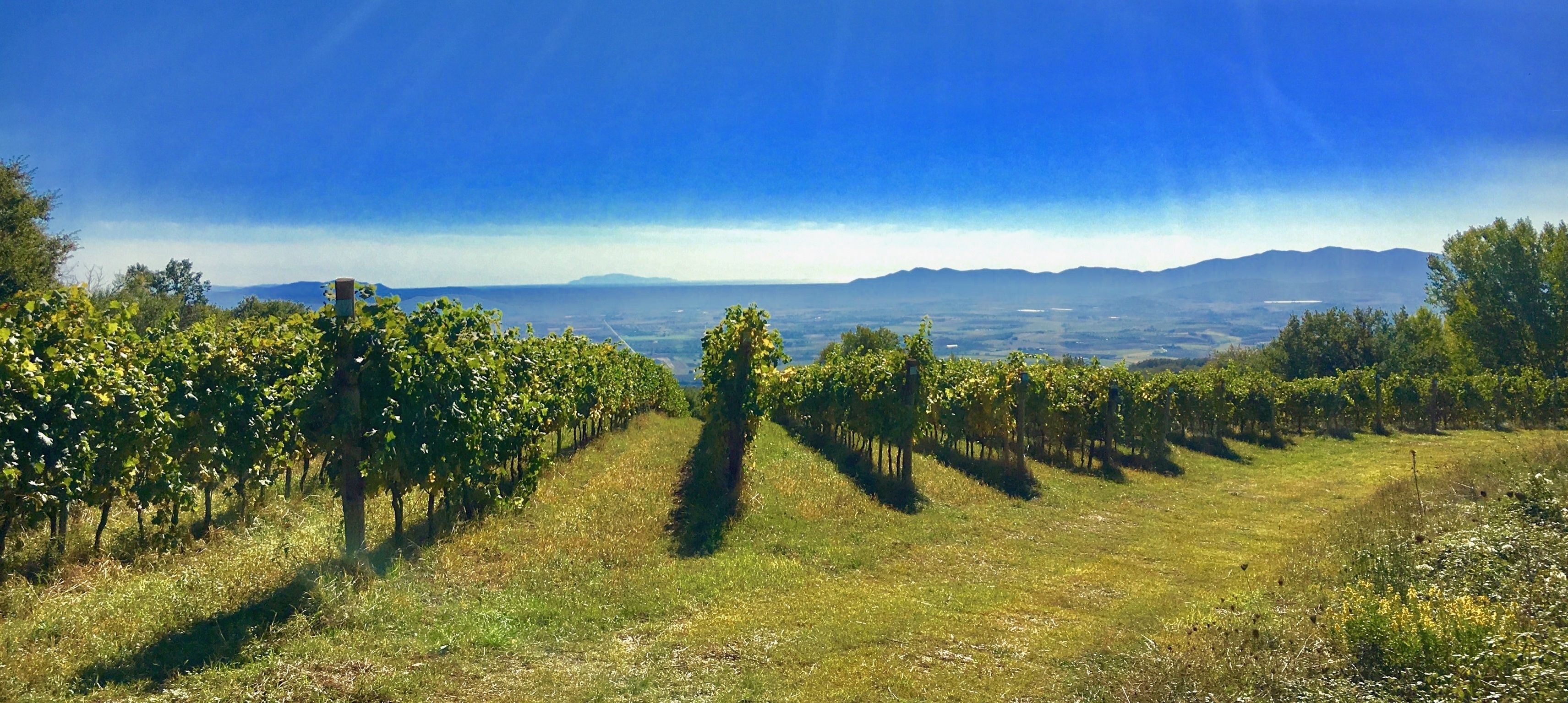 Viñedo con hileras de parras y una vista distante de montañas bajo un cielo azul despejado.