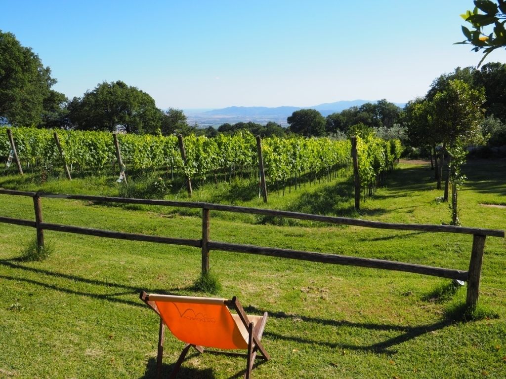 Viñedo con hileras de vides y una valla de madera.