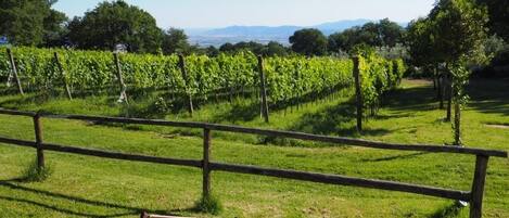 Viñedo con hileras de vides y una valla de madera.