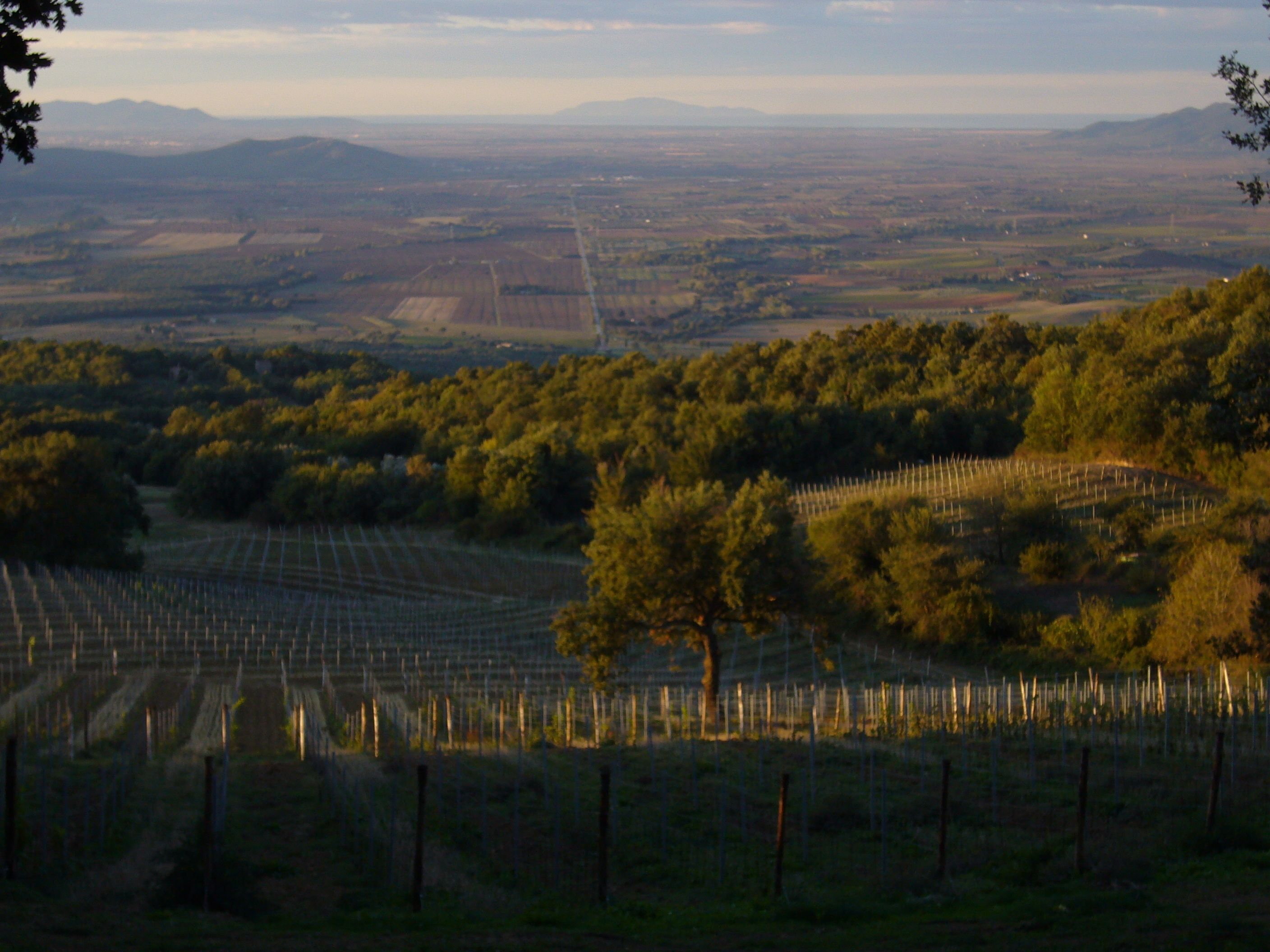 A vineyard with rows of grapevines and a distant view of mountains.