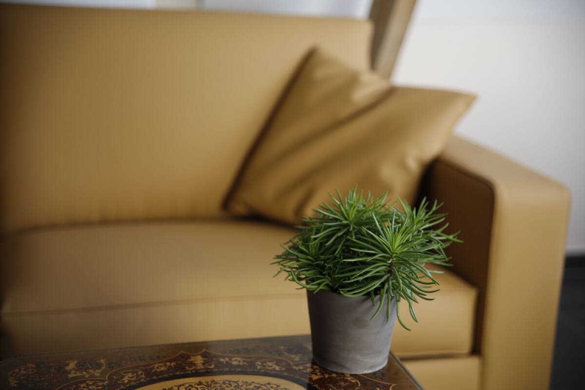 A brown sofa with a single green plant in a pot on a side table.