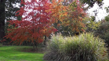 Ein Garten mit verschiedenen Bäumen, darunter ein Baum mit roten Blättern, und einer grasbewachsenen Fläche mit hohem Gras.