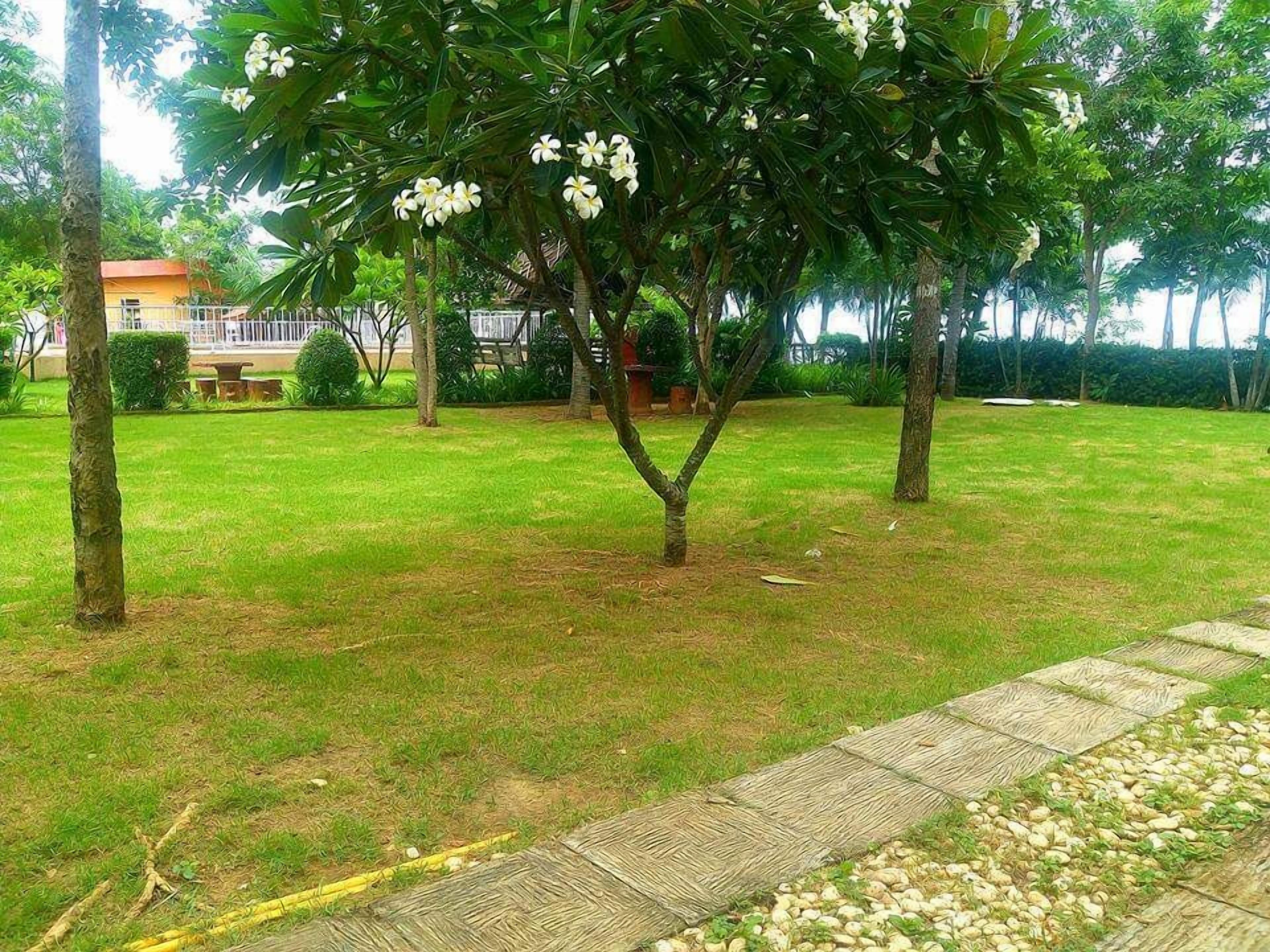 A grassy area with a tree and a pathway.