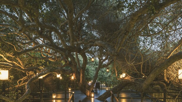 A wooden deck under a large tree with lanterns. - Jungle Beach an Uga Experience - Trincomalee (Kuchchaveli)