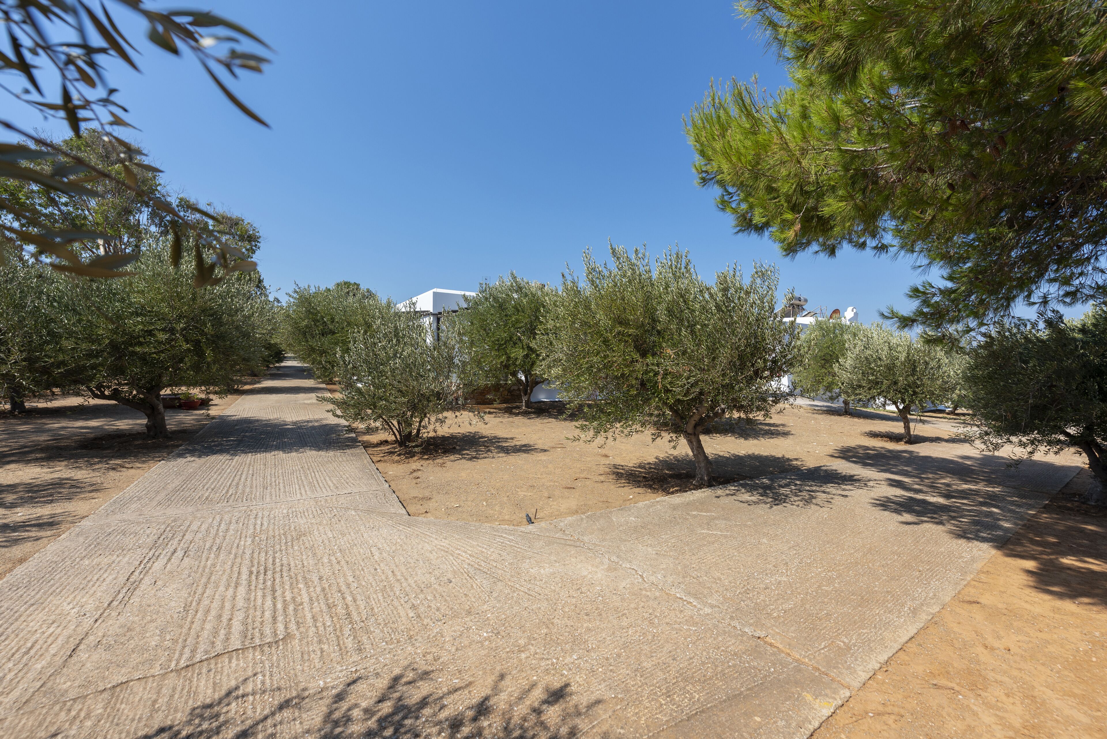 Un sentier qui traverse un olivier, avec des arbres et un bâtiment en arrière-plan.