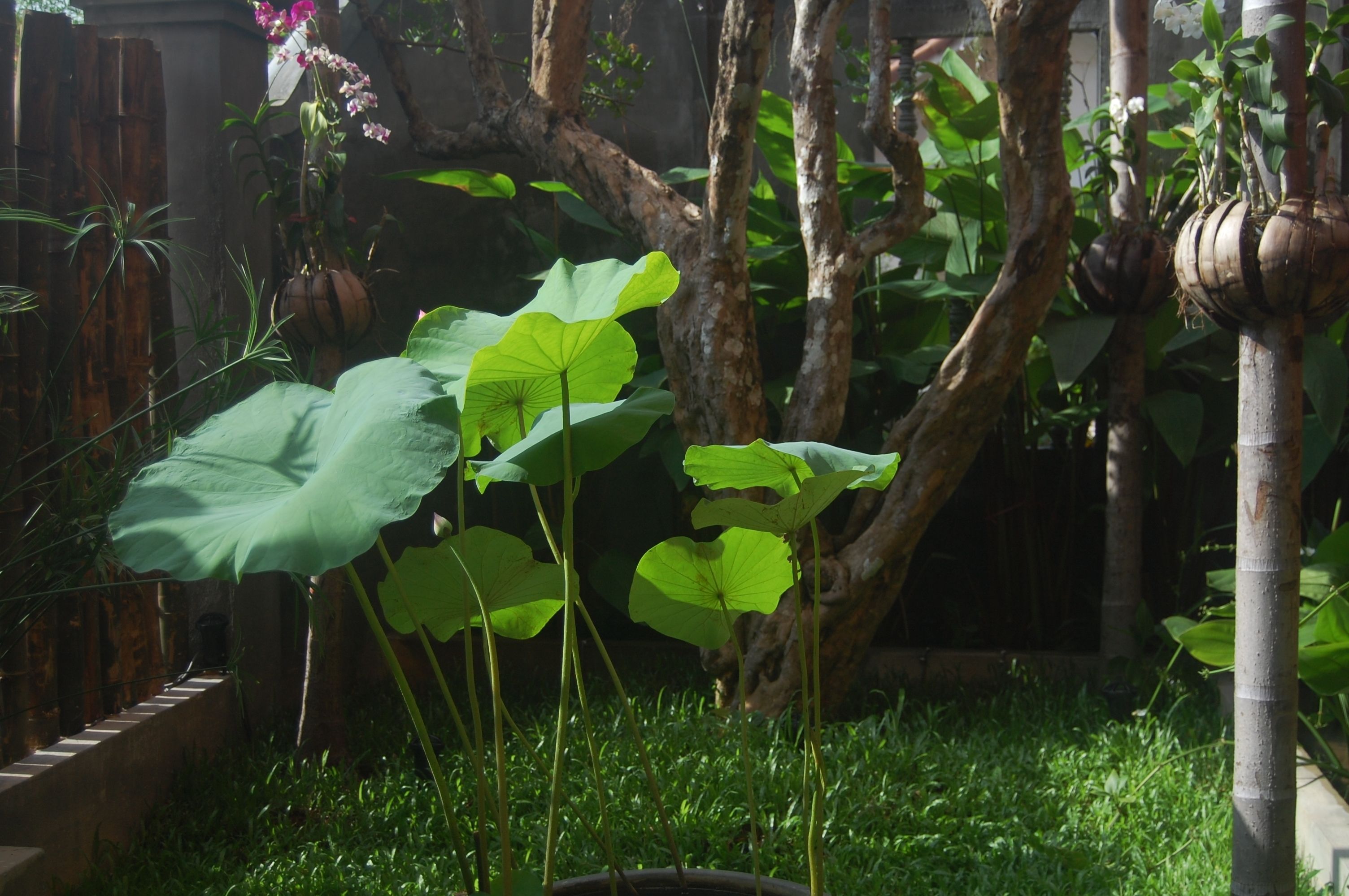 A lush garden with large green leaves, a wooden structure, and a tree trunk.