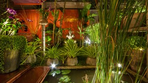 A well-lit indoor garden with various potted plants, a small pond, and a decorative umbrella. - Golden Butterfly Villa (Siem Reap)