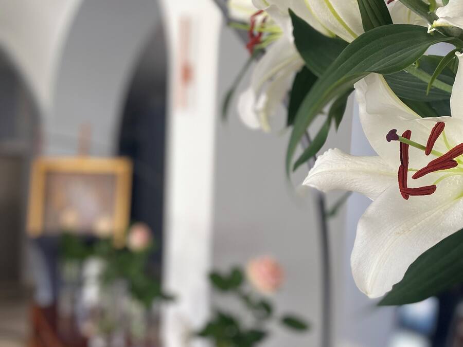 A row of white lilies with red stamens in a well-lit indoor setting.