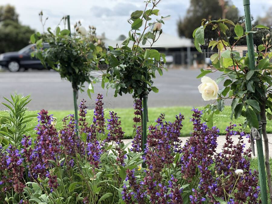 A garden with purple flowers and a white rose.