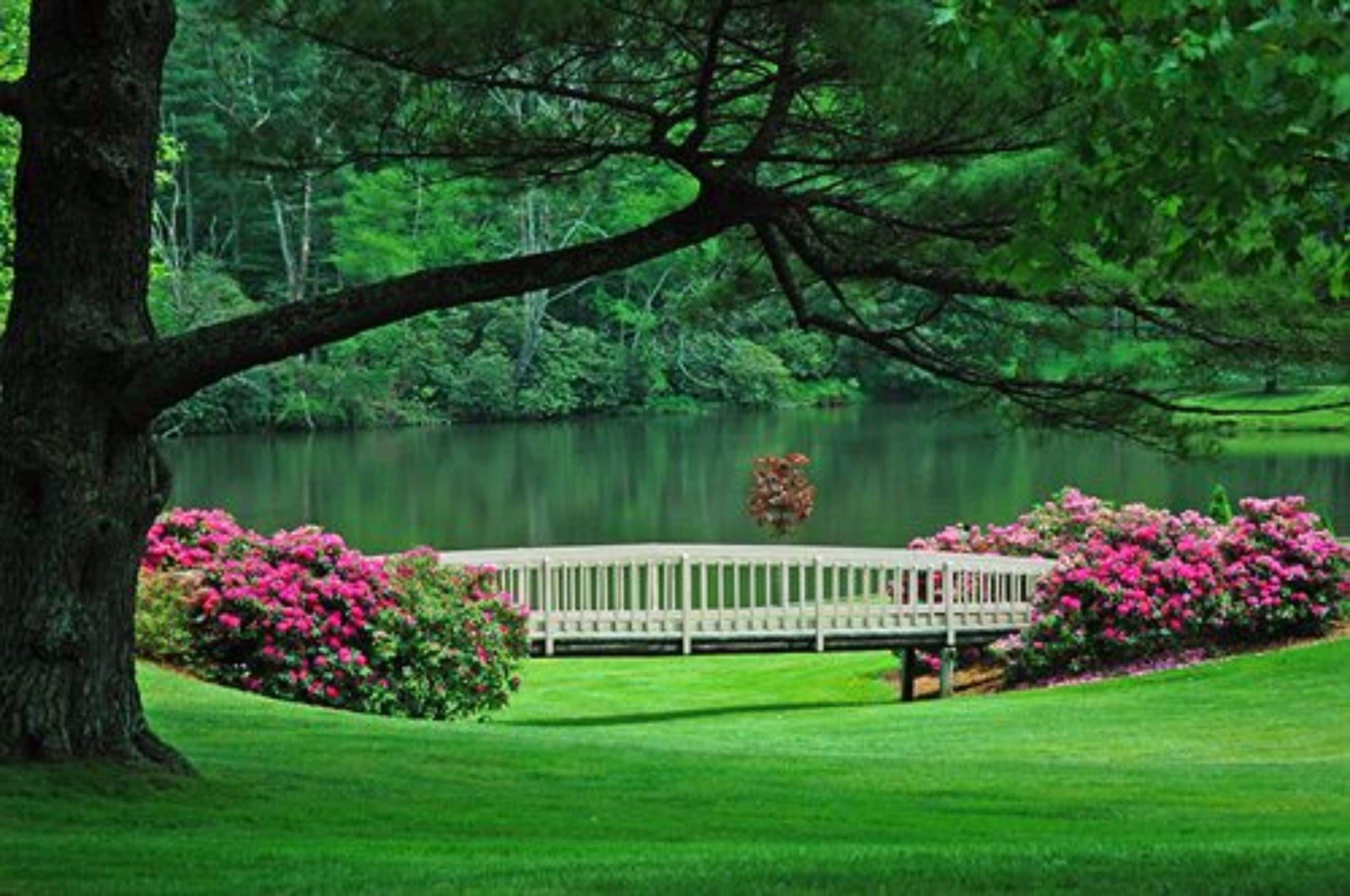A serene park with a large tree, a bench, and a lake.