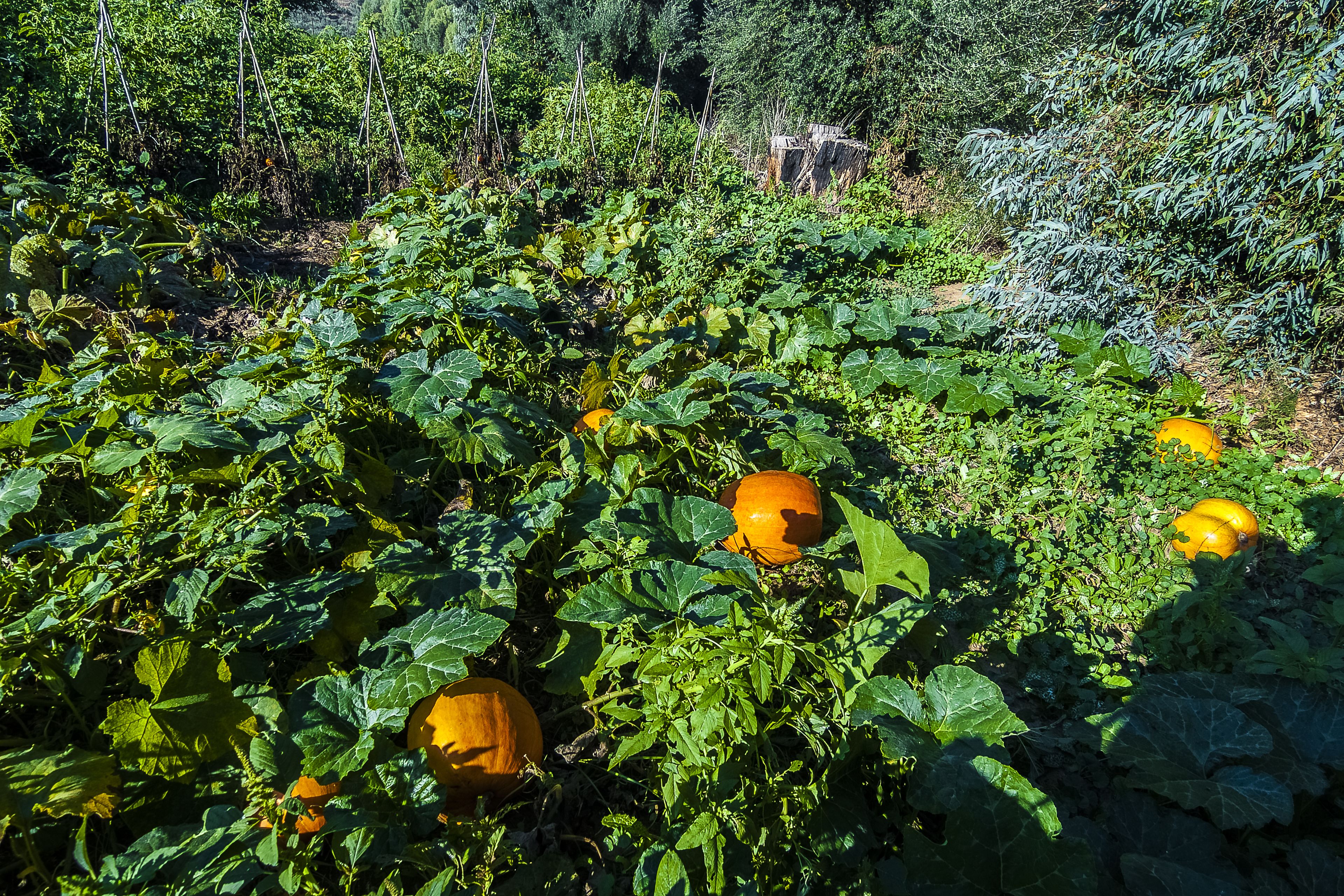 children’s activities