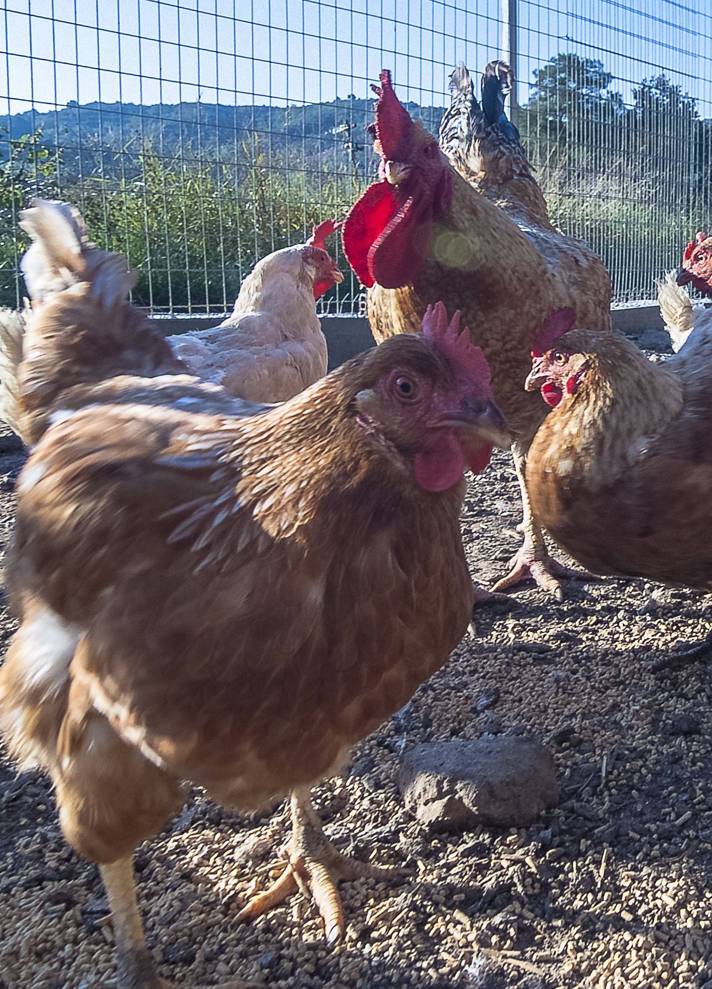 Un grupo de gallinas en un área cercada, con suelo pedregoso y una valla de alambre al fondo.