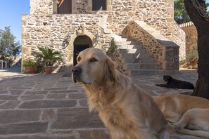 Pet-friendly