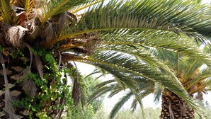A palm tree with a textured trunk and green fronds, surrounded by a grassy area with other trees in the background.