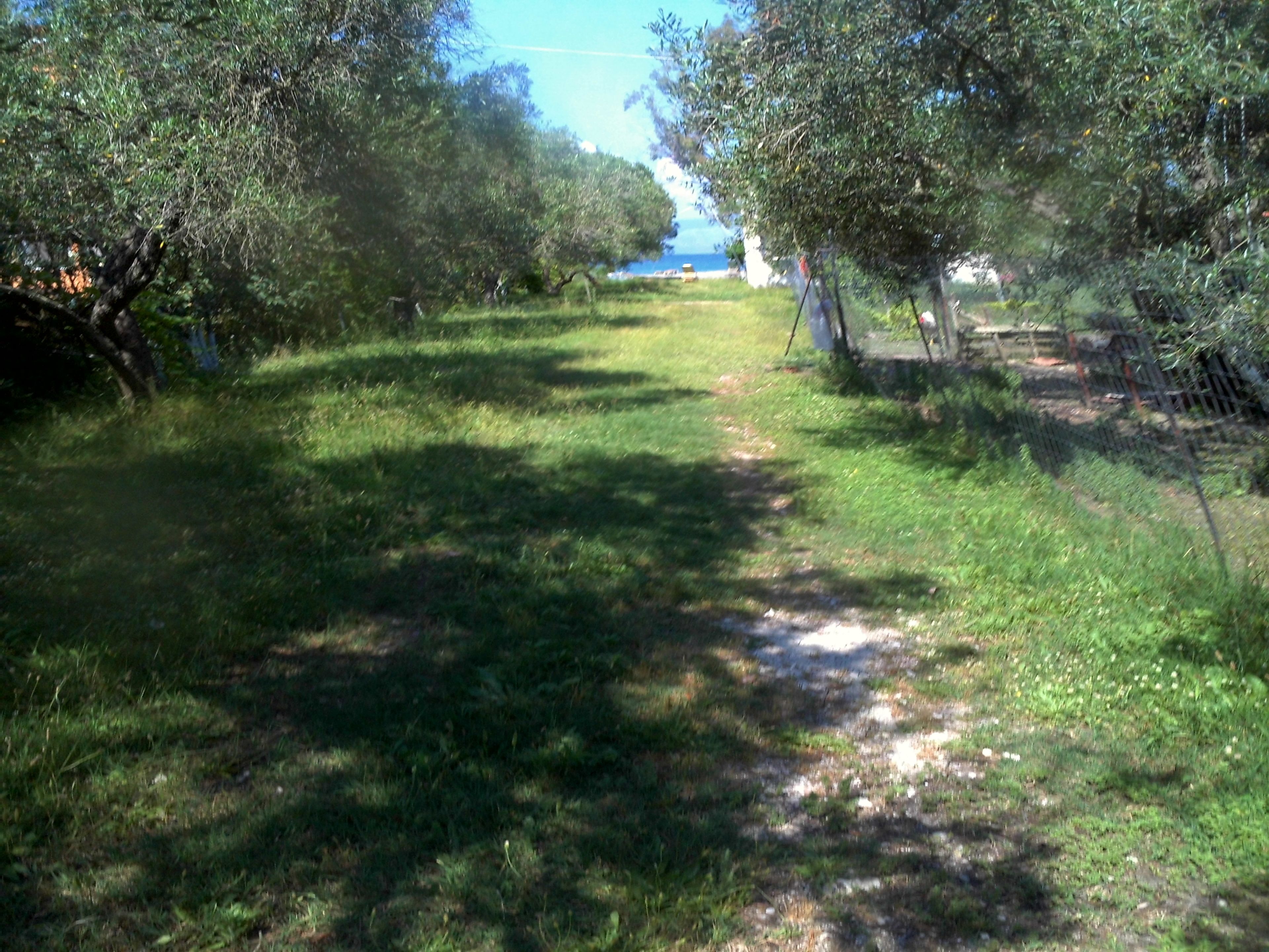 Un sendero cubierto de césped flanqueado por árboles que conduce a una zona vallada con vistas al mar.