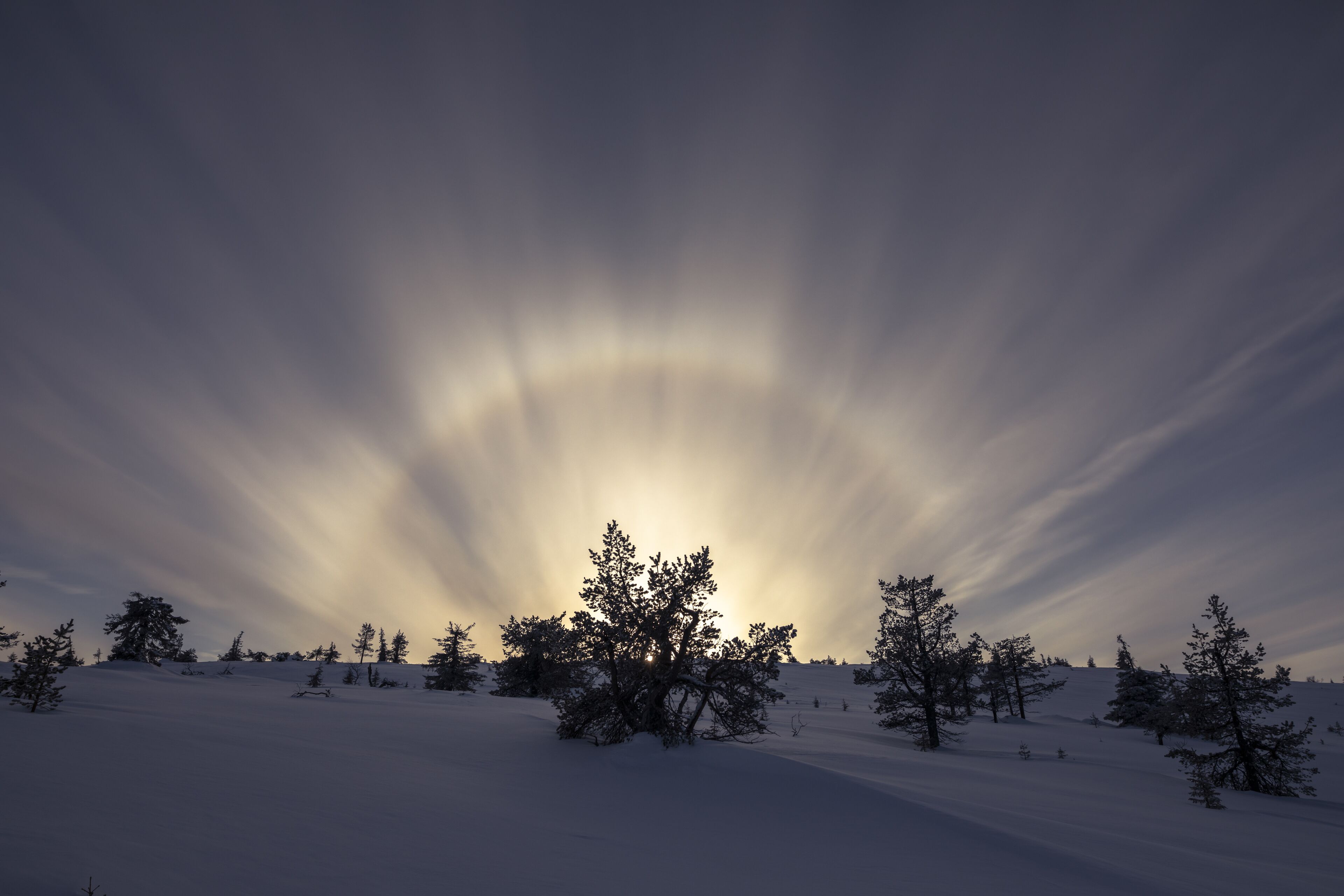 A snowy landscape with trees and a clear sky.