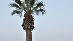 Entrada de un hotel con una palmera, barra de recepción y piscina.