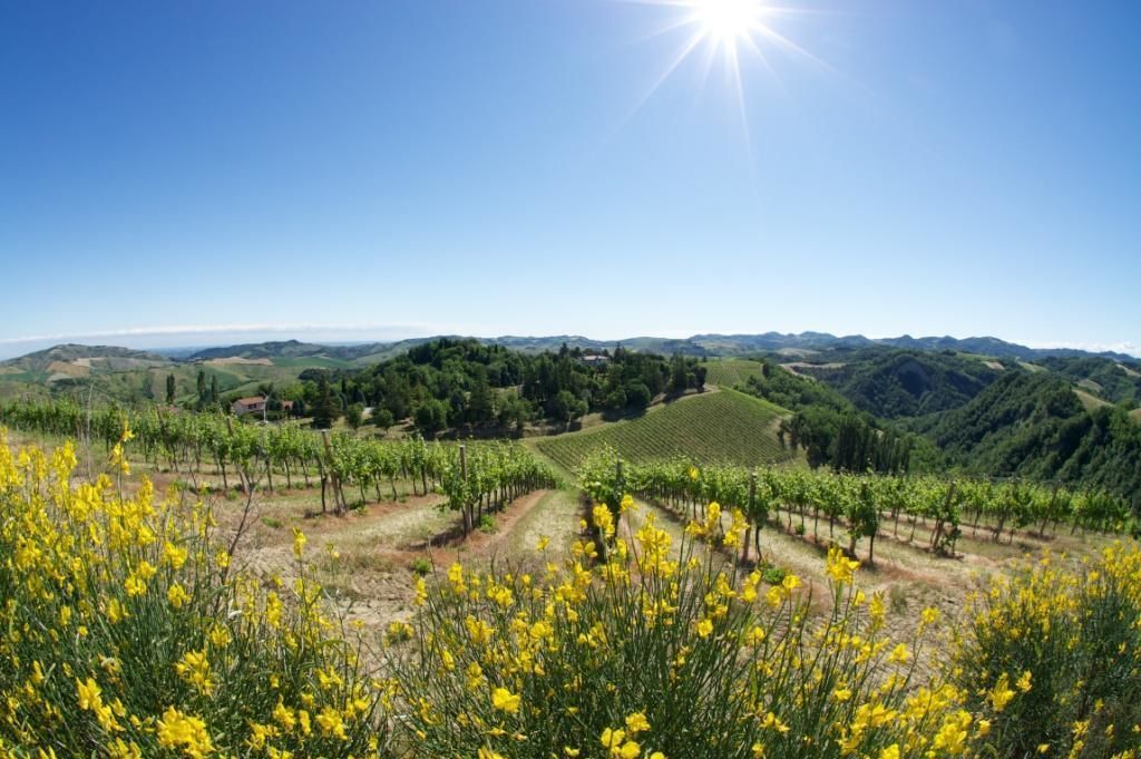 Paisaje de viñedo con hileras de parras y flores amarillas en primer plano.