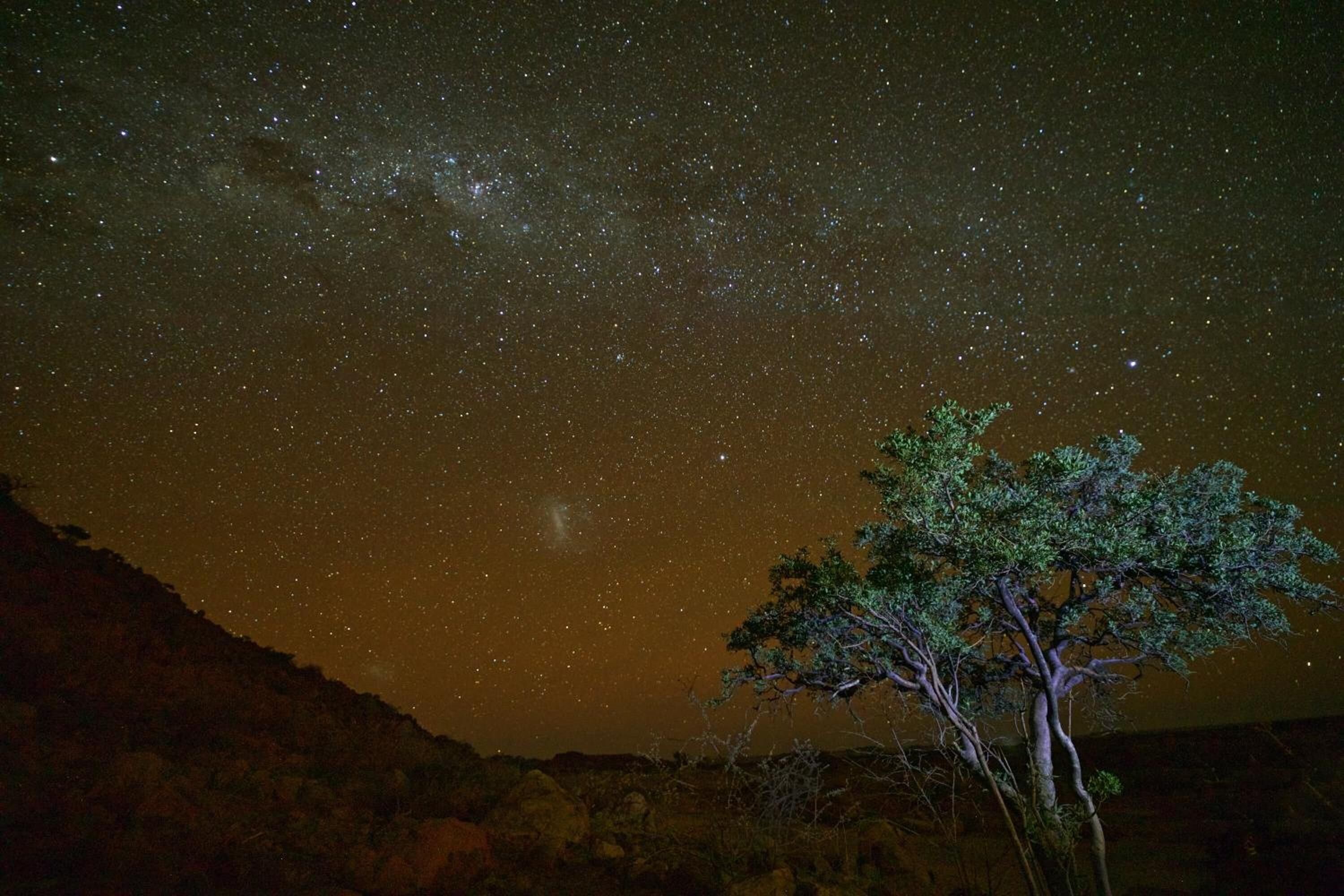 A night sky filled with stars and the Milky Way, with a tree in the foreground.