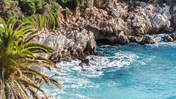 A rocky coastline with clear blue waters and a palm tree in the foreground. - Le Saint Paul Hôtel (Nice)