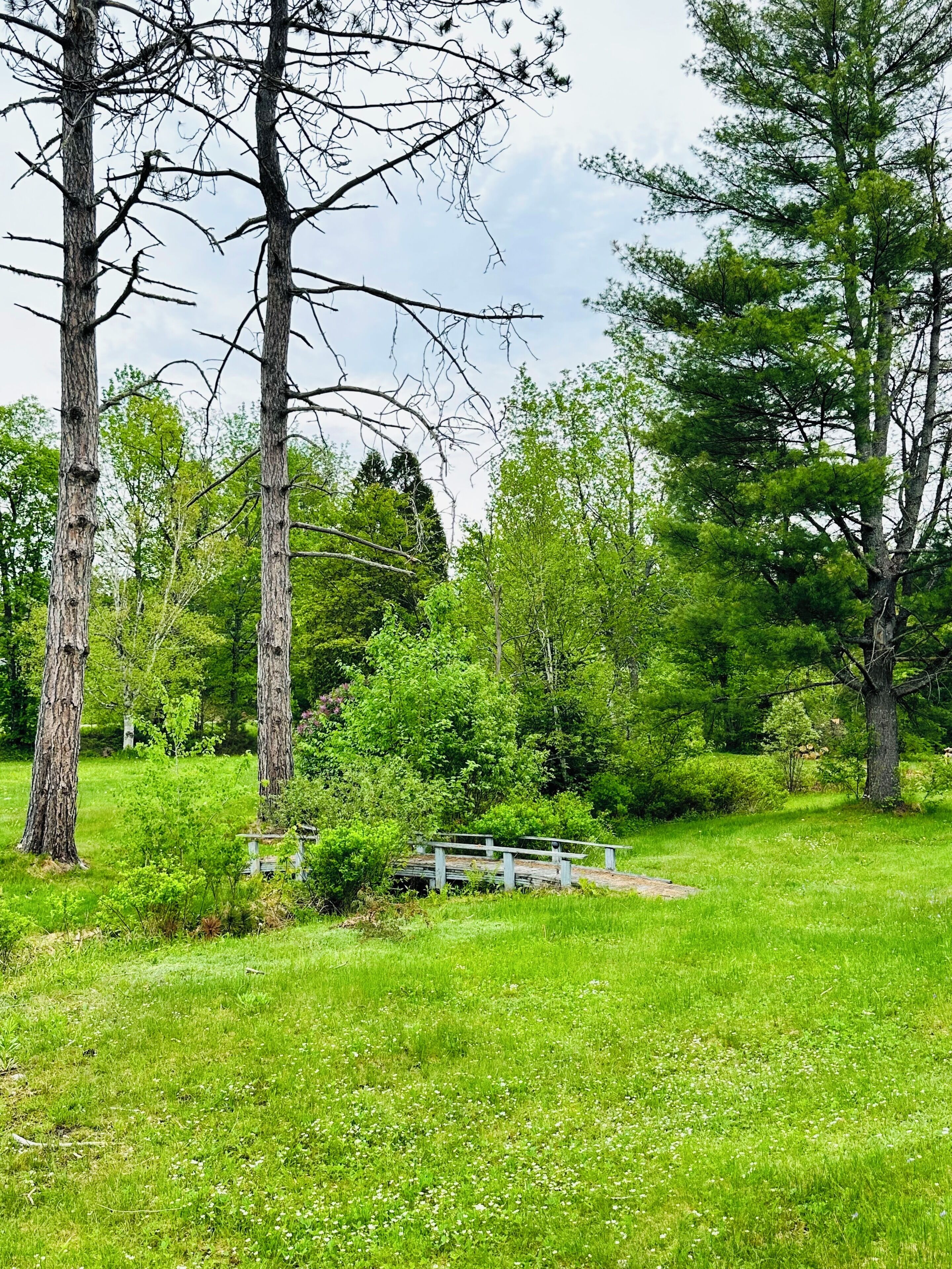 A park with a wooden bridge, surrounded by trees and greenery.
