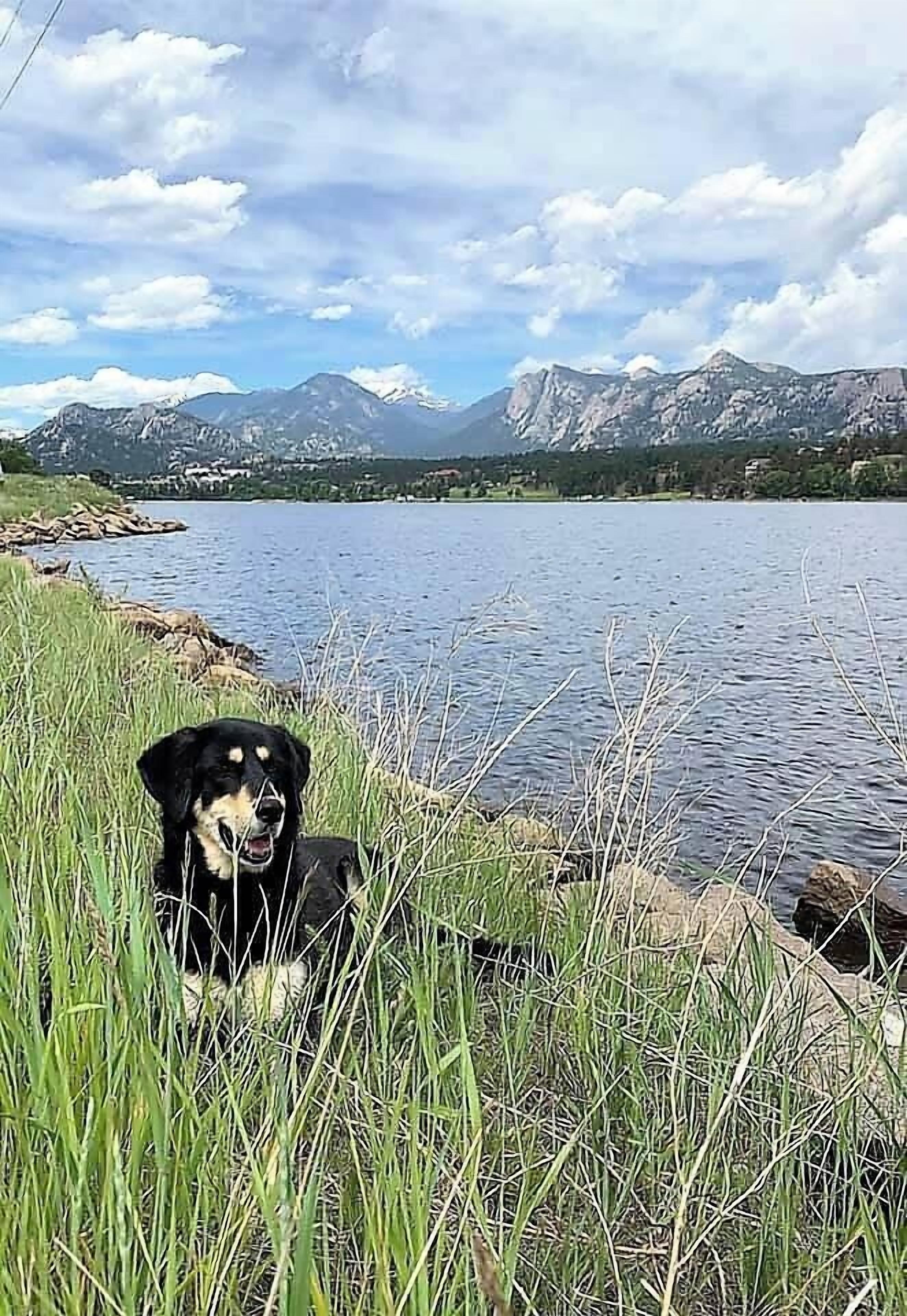 Un perro sentado junto a un lago con montañas al fondo.