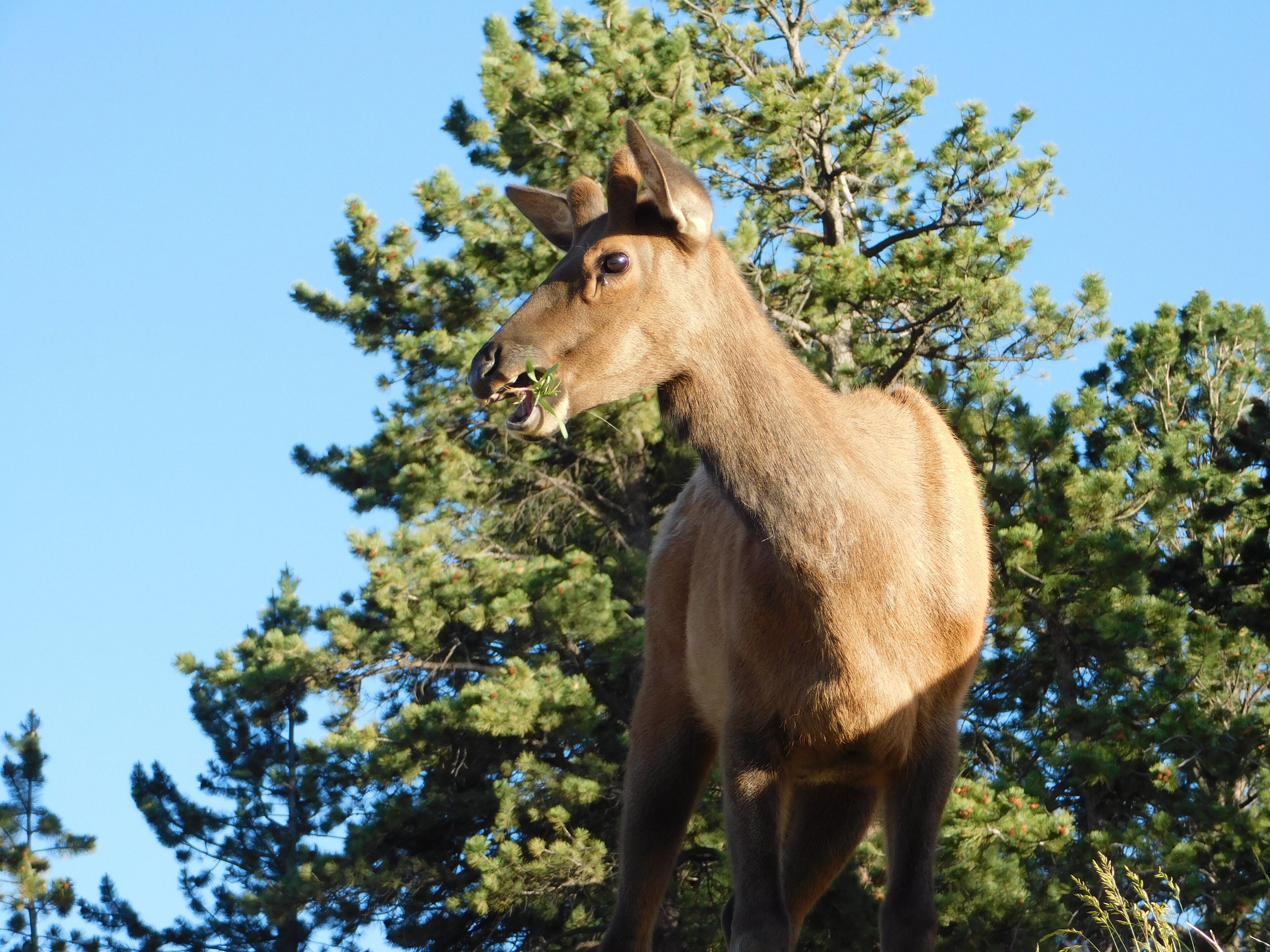 A deer in a forested area with pine trees.
