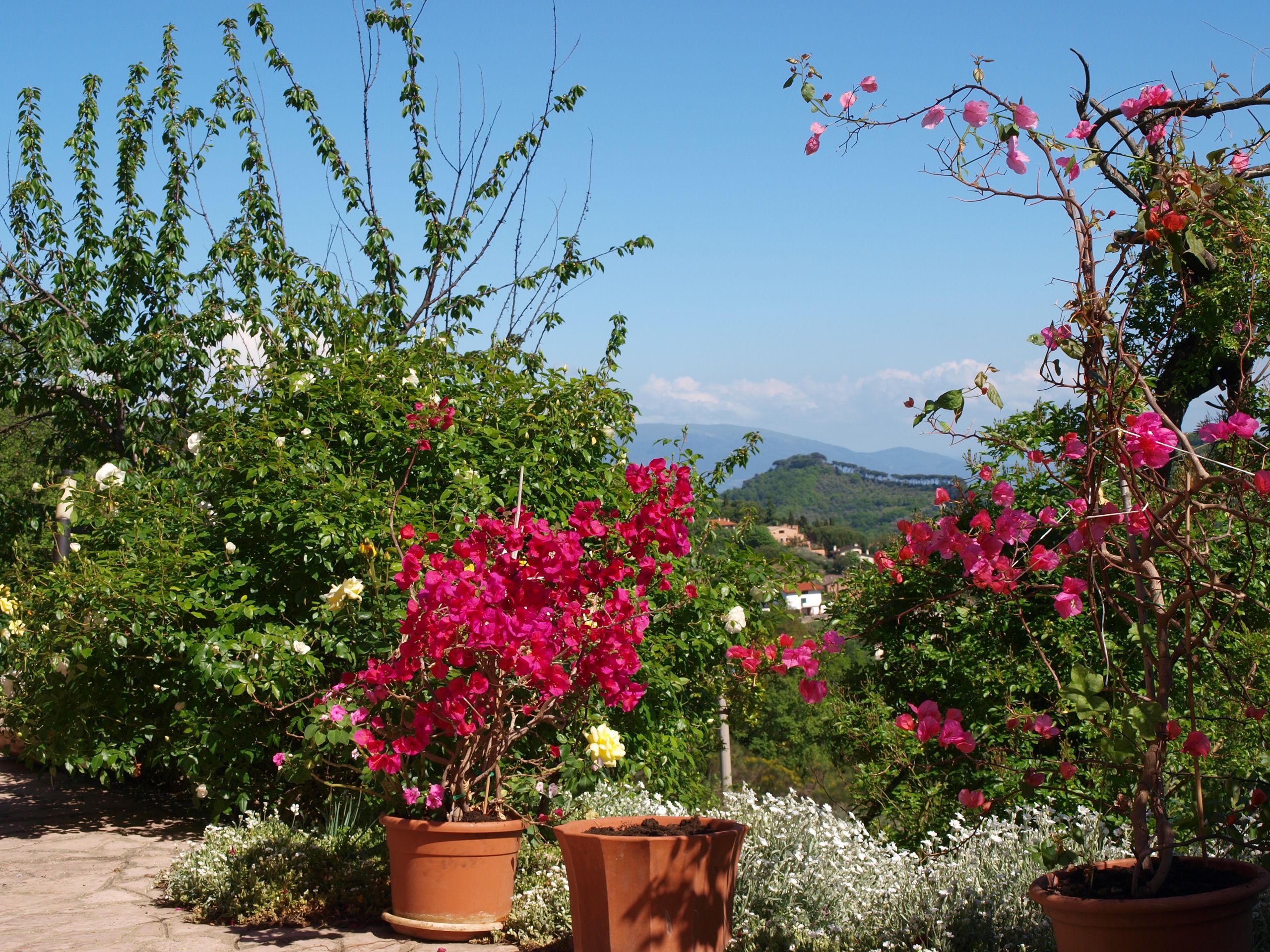 A garden with potted plants and a view of a distant town.