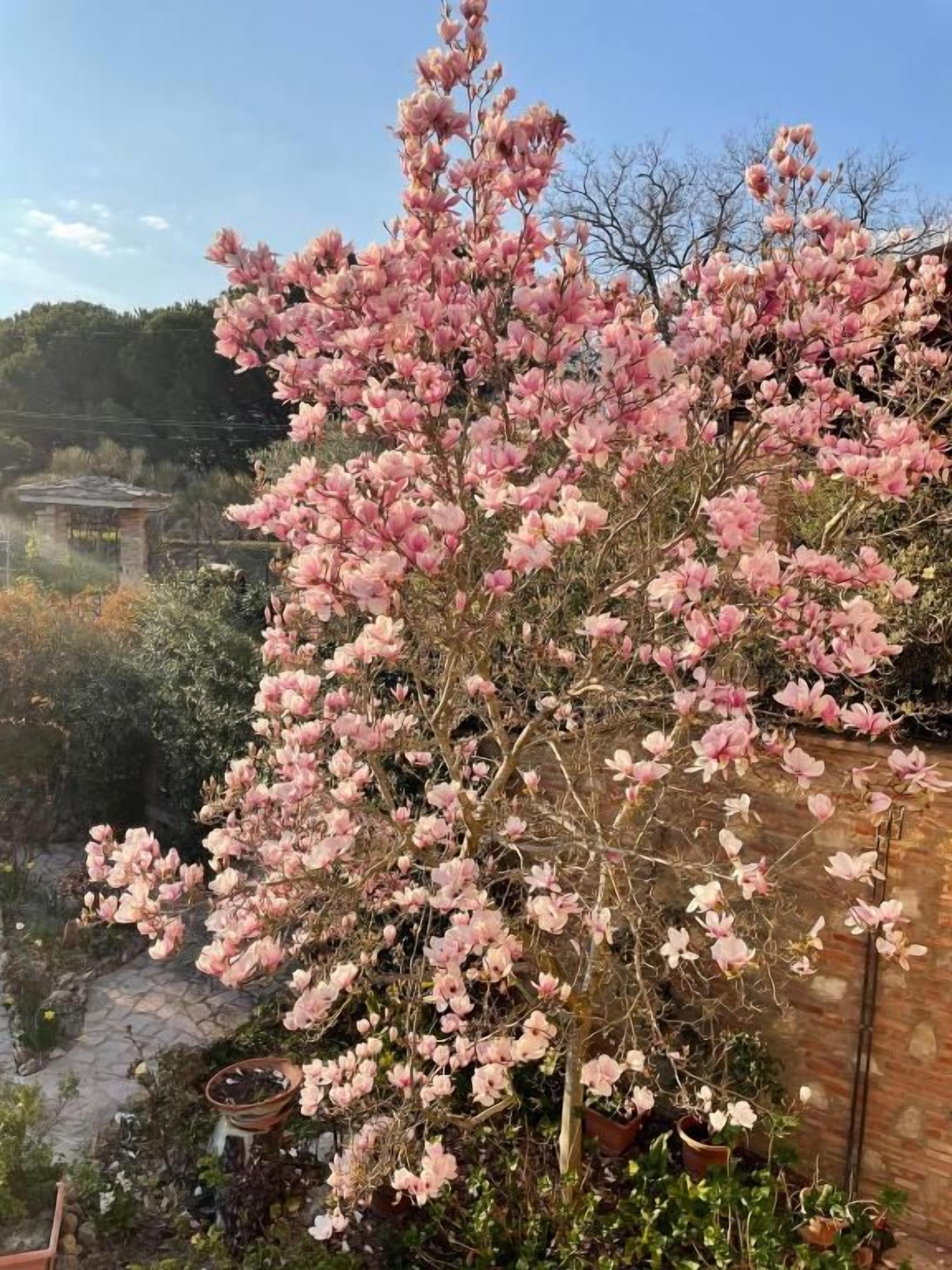 A tree with pink blossoms in a garden setting.