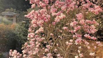 A tree with pink blossoms in a garden setting.