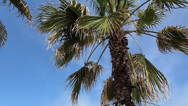 Una playa con palmeras, sombrillas y mesas de picnic.