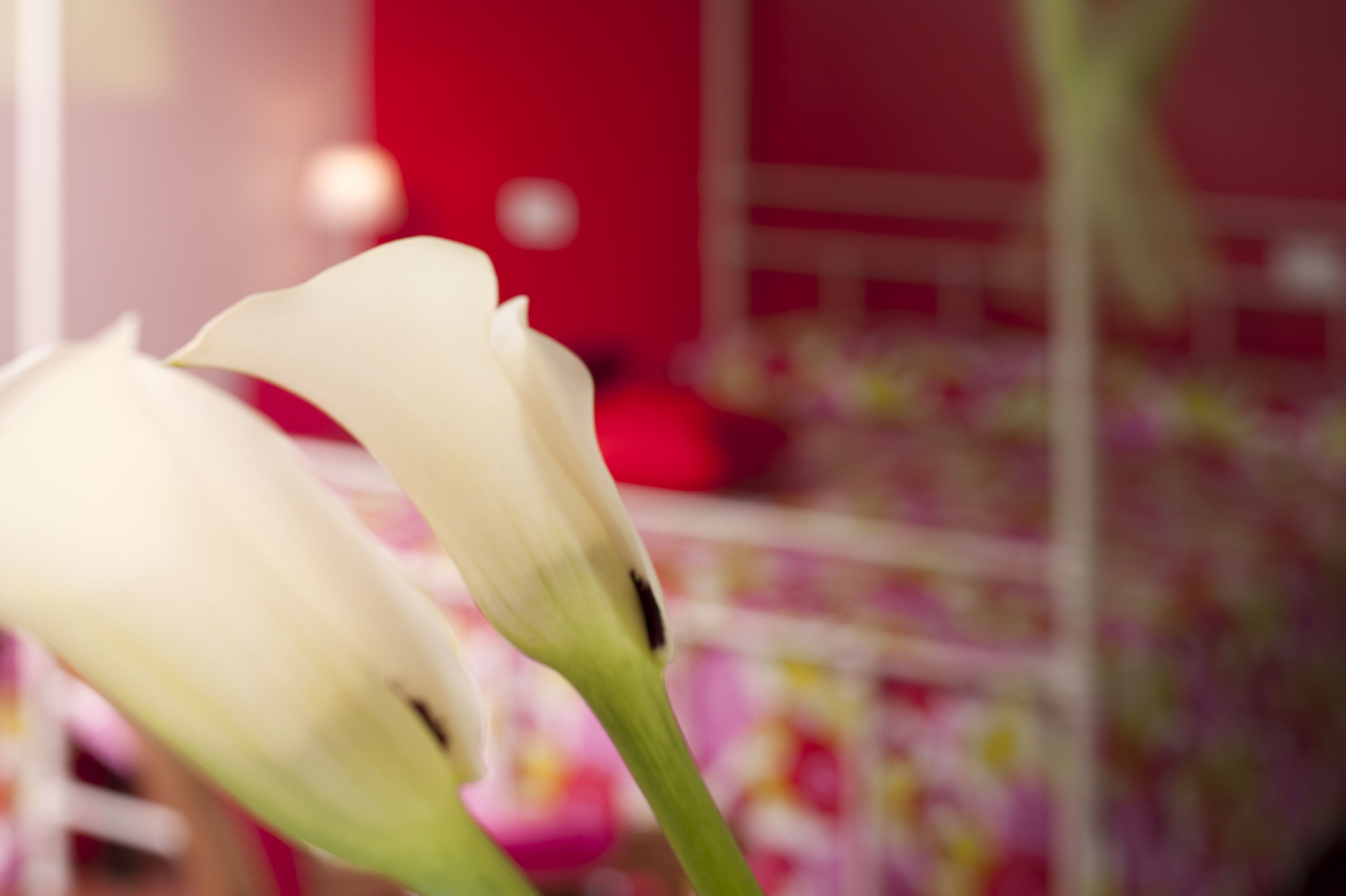 Un gros plan d’une fleur blanche, peut-être un arum, sur un fond flou où l’on aperçoit un mur rouge et une étagère avec divers objets.