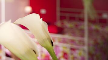 Un primo piano di un fiore bianco, probabilmente un giglio di Saint Joseph, con sfondo sfocato che mostra un muro rosso e uno scaffale con diversi oggetti.