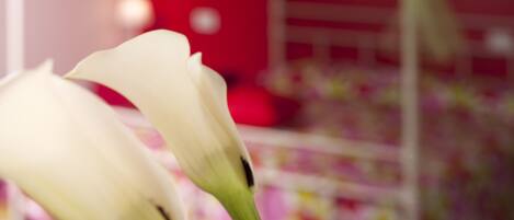 Un gros plan d’une fleur blanche, peut-être un arum, sur un fond flou où l’on aperçoit un mur rouge et une étagère avec divers objets.