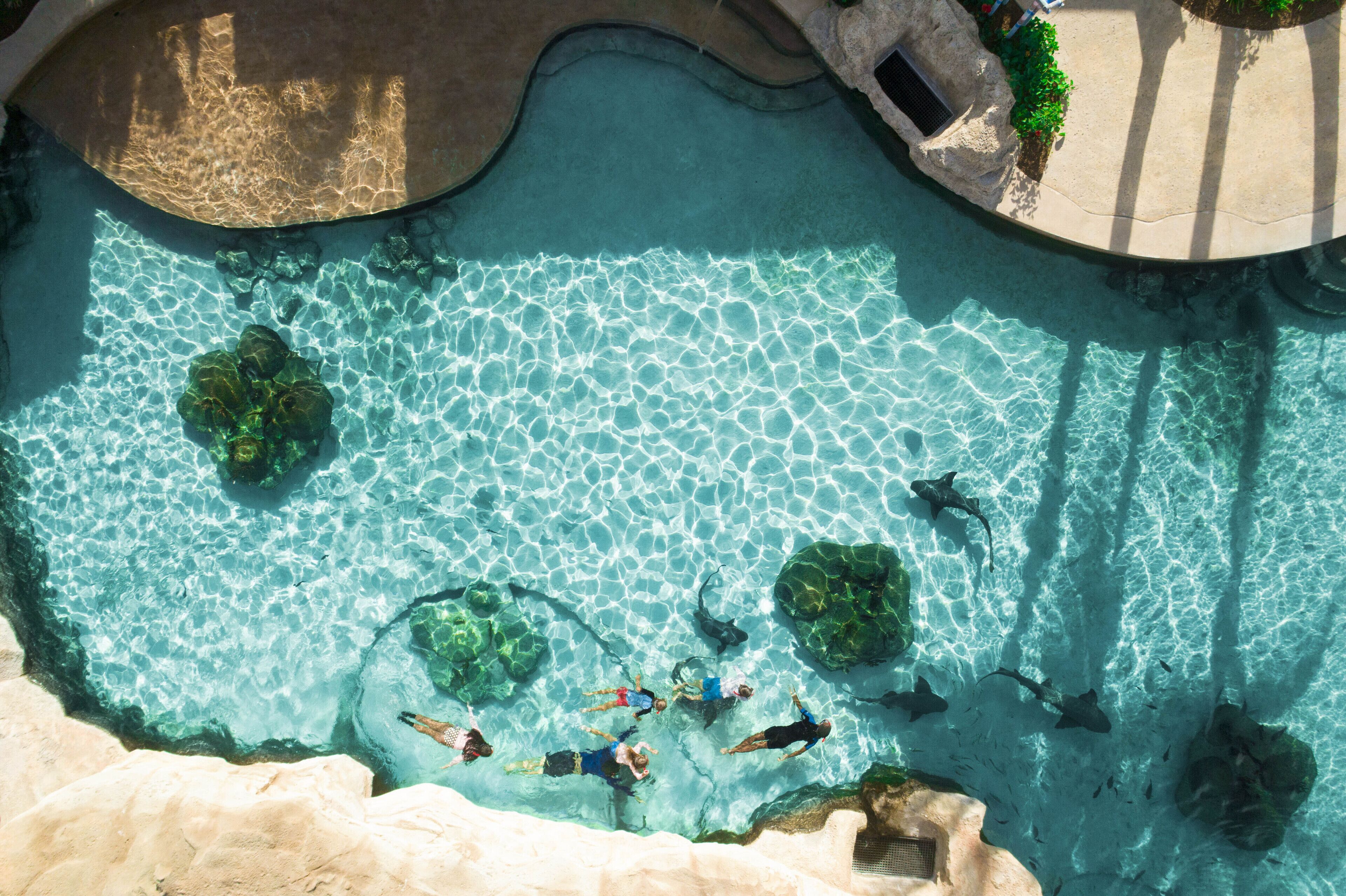 An aerial view of a clear blue pool with people swimming and sharks visible.