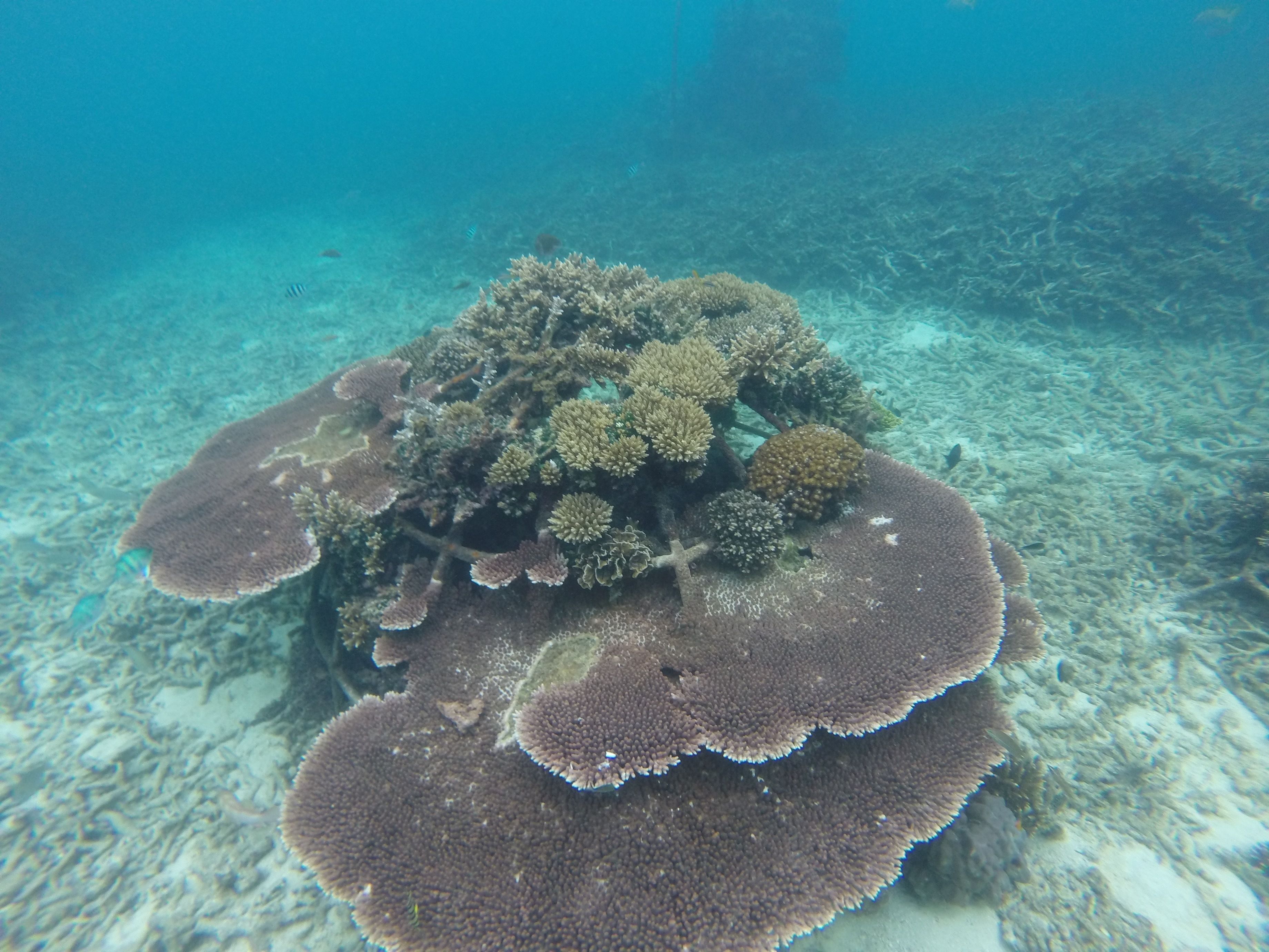 Foto - Coral View Resort