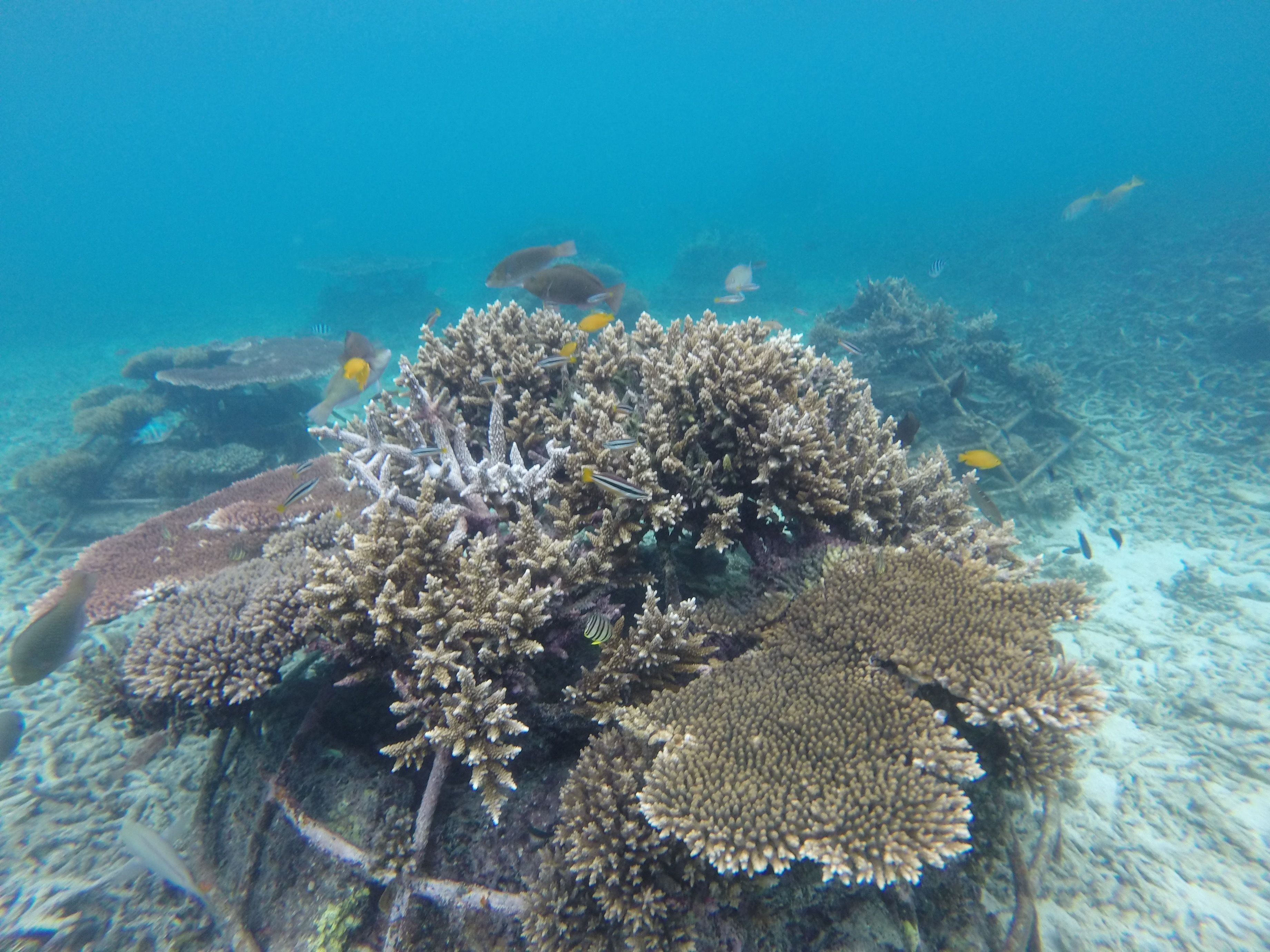 Foto - Coral View Resort