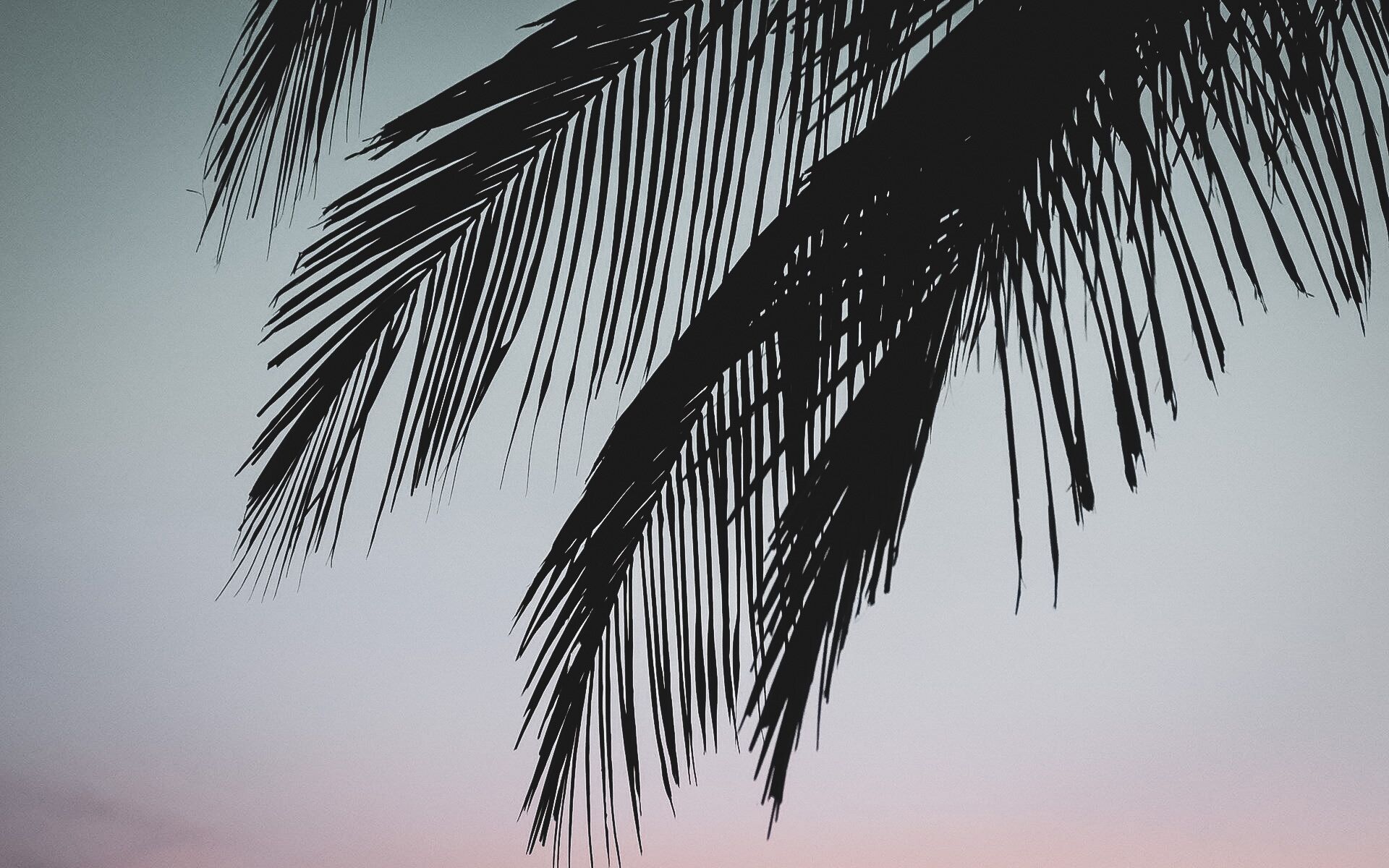 Silueta de hojas de palmera contra un cielo degradado.