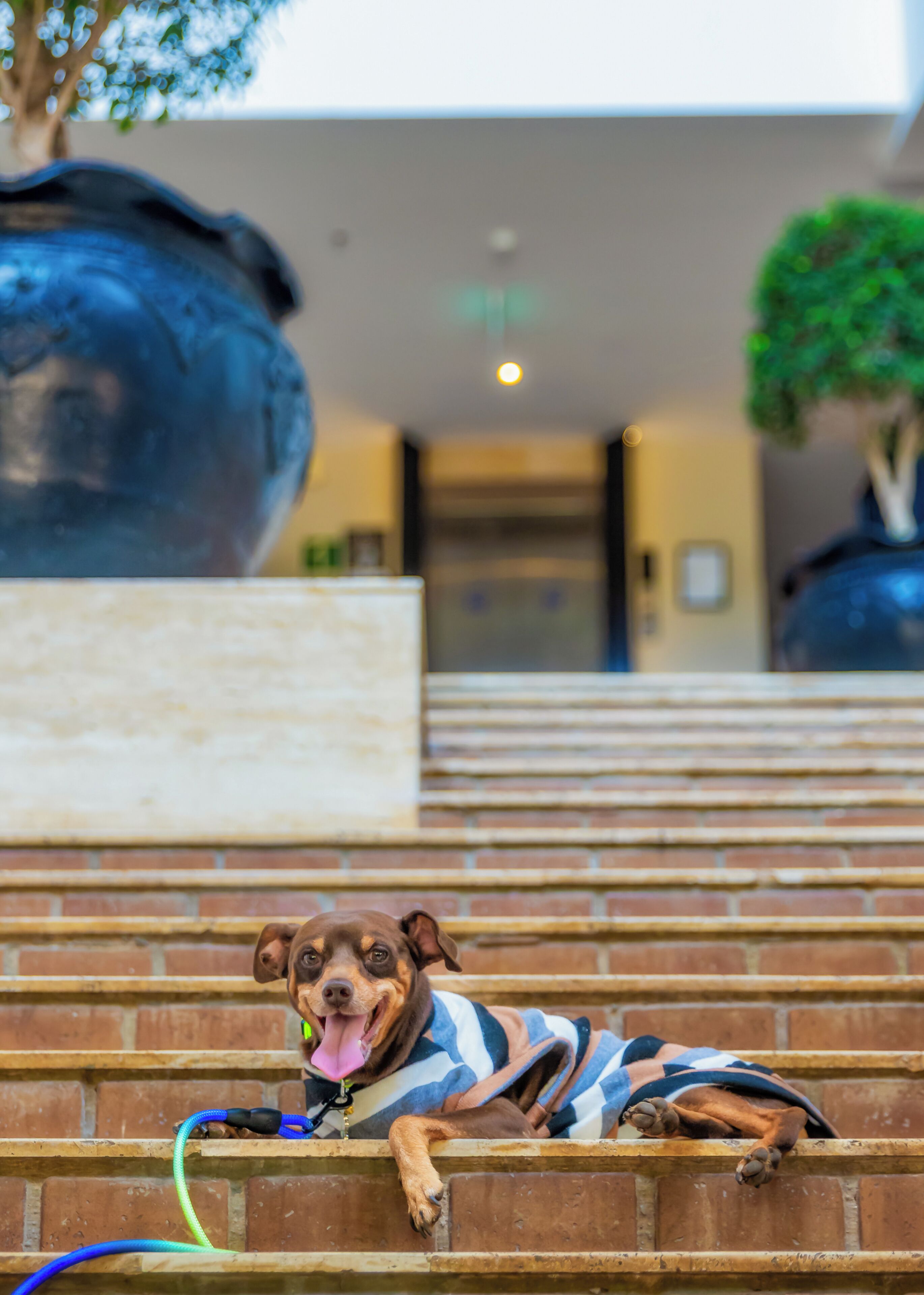 Un perro recostado en unos escalones, con correa, junto a una maceta grande y la entrada de un edificio al fondo.