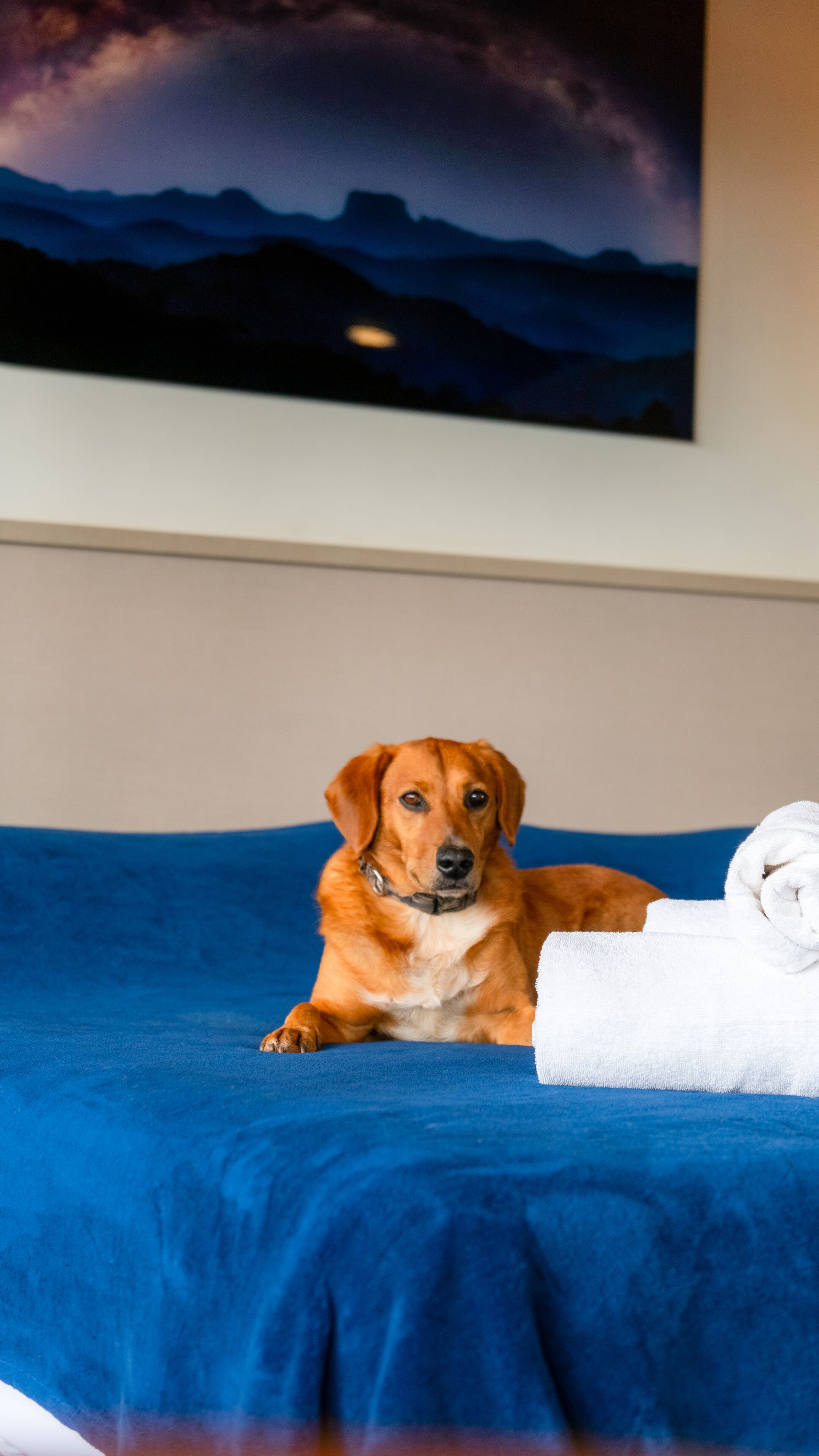 Photo - Surya-Pan Refúgio Hotel - Super Pet Friendly