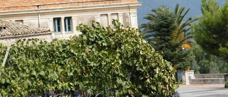 Un vignoble avec des rangs de vignes devant un bâtiment dont le toit est recouvert de tuiles.