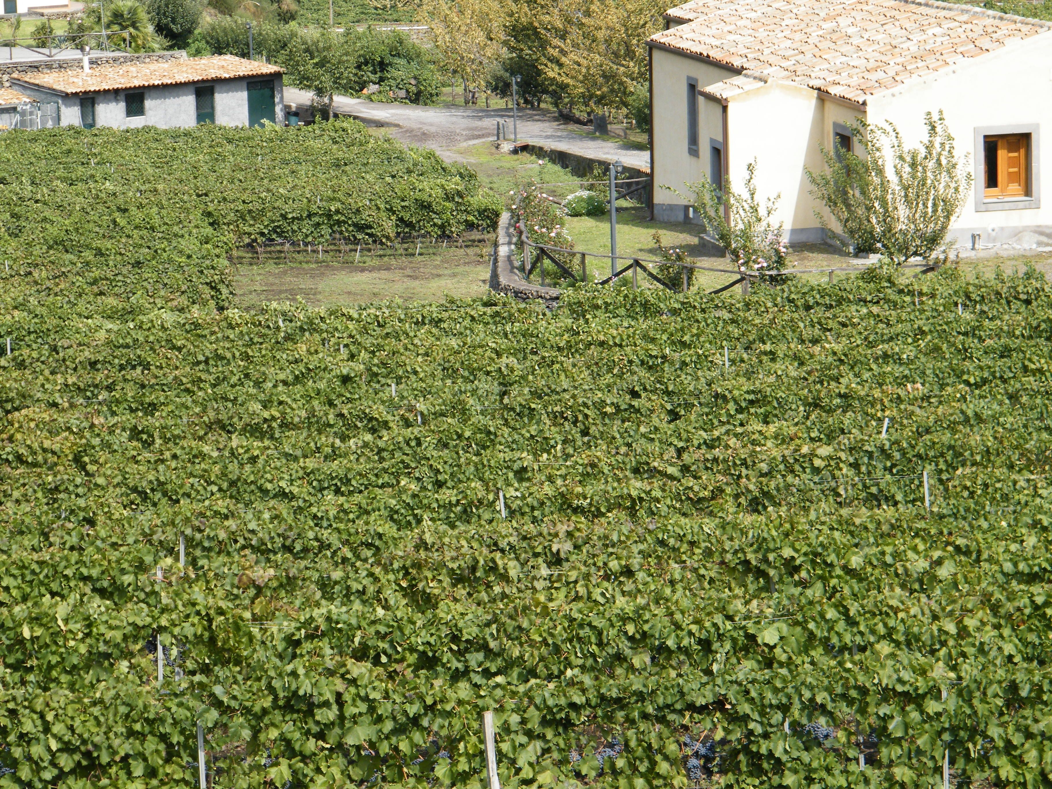 Viñedo con hileras de vides.