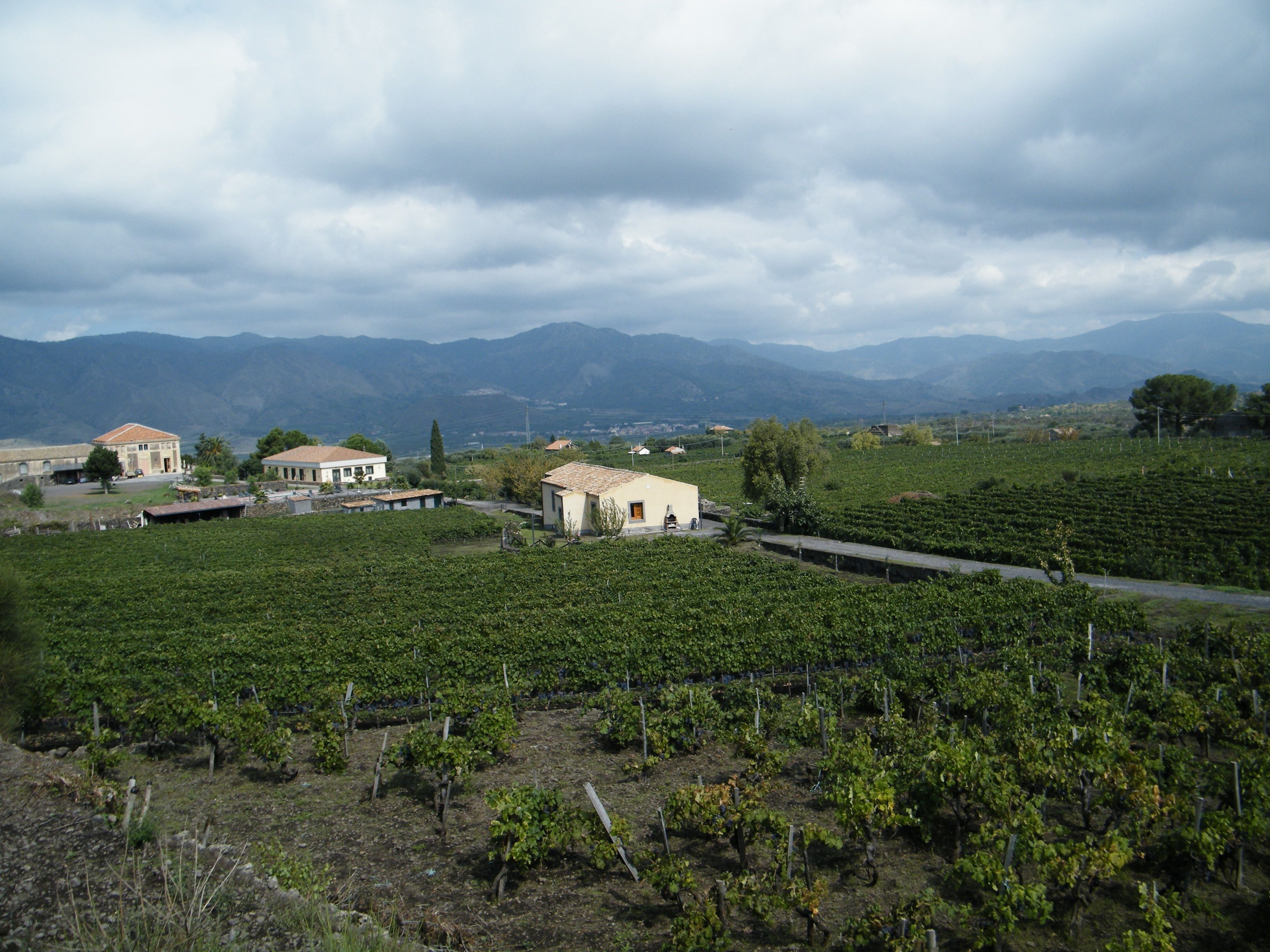 Un vignoble avec des rangées de vignes et un petit bâtiment au premier plan.
