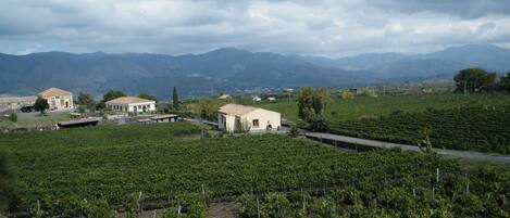 Un vignoble avec des rangées de vignes et un petit bâtiment au premier plan.