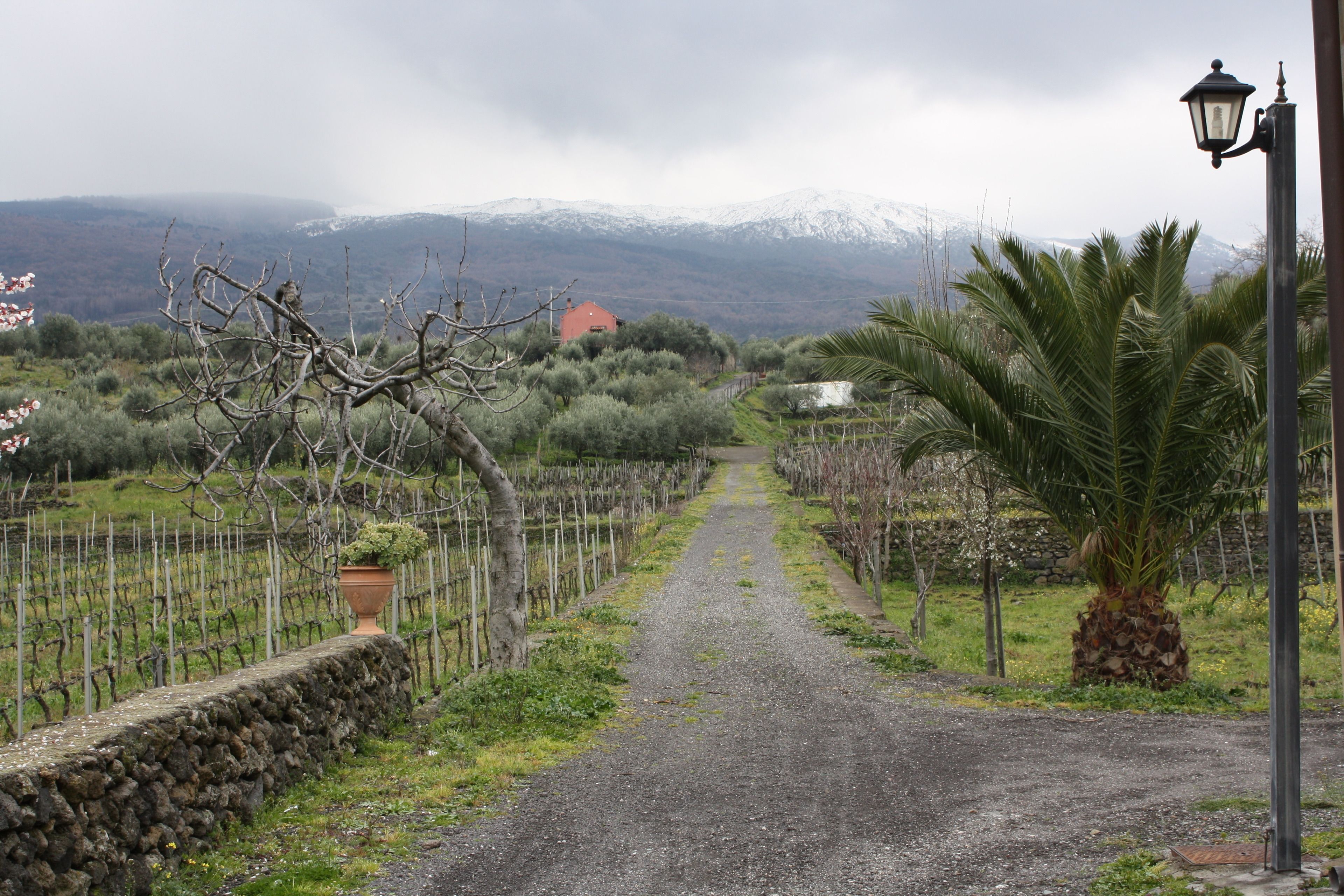 A vineyard path with a stone wall, a palm tree, and a red building in the distance.