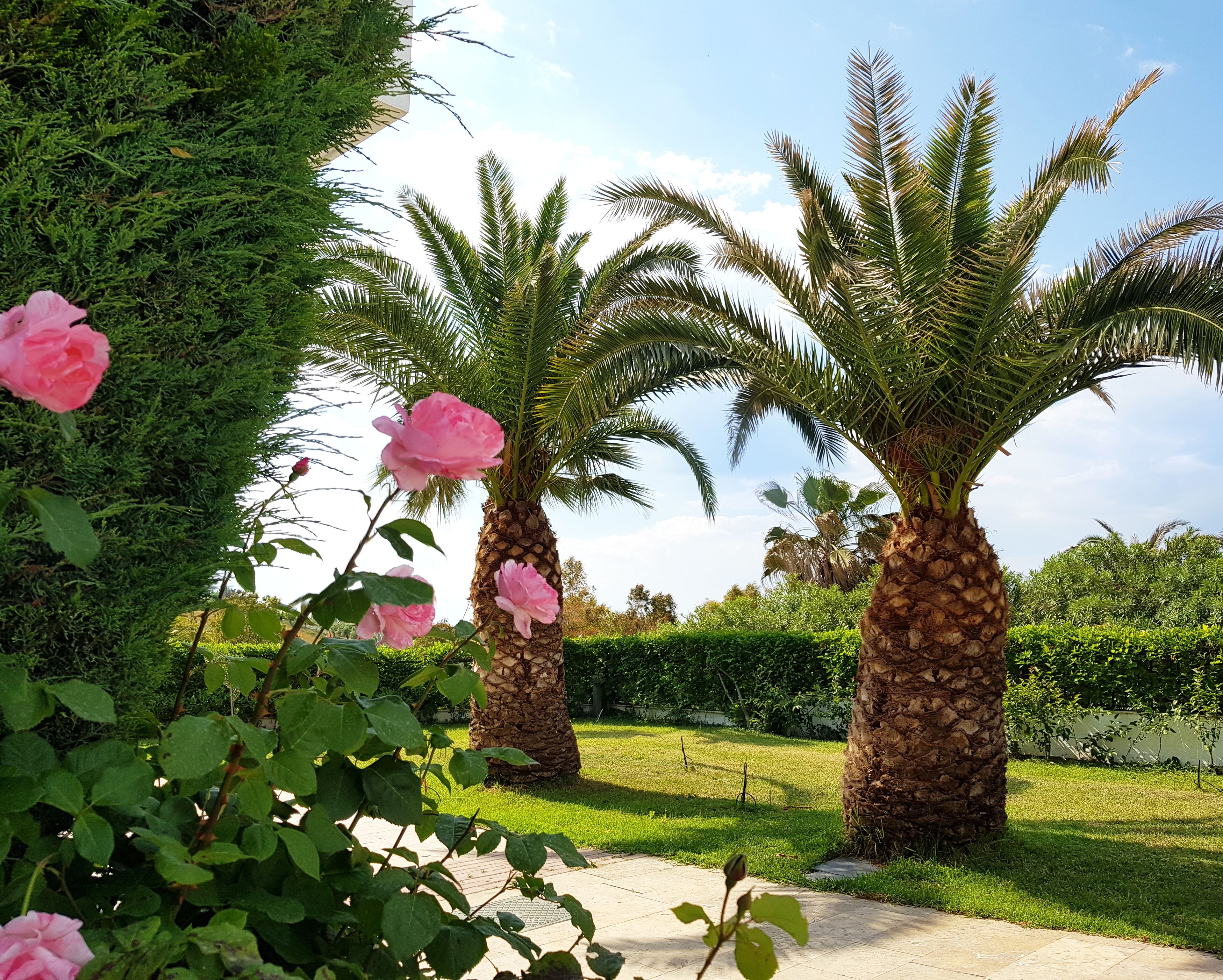 A garden with palm trees and pink roses.