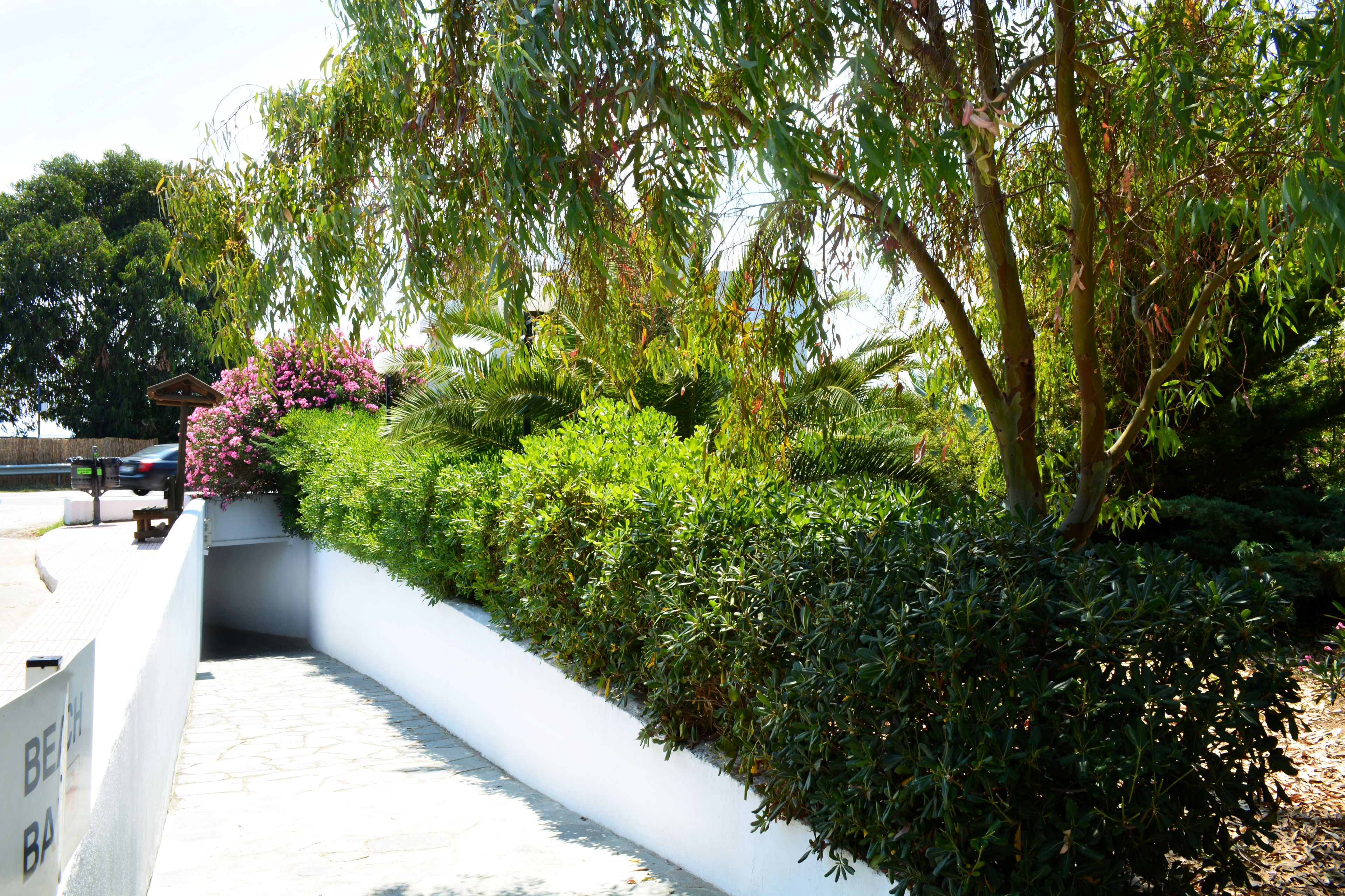A pathway bordered by lush greenery and a white wall with a bench.