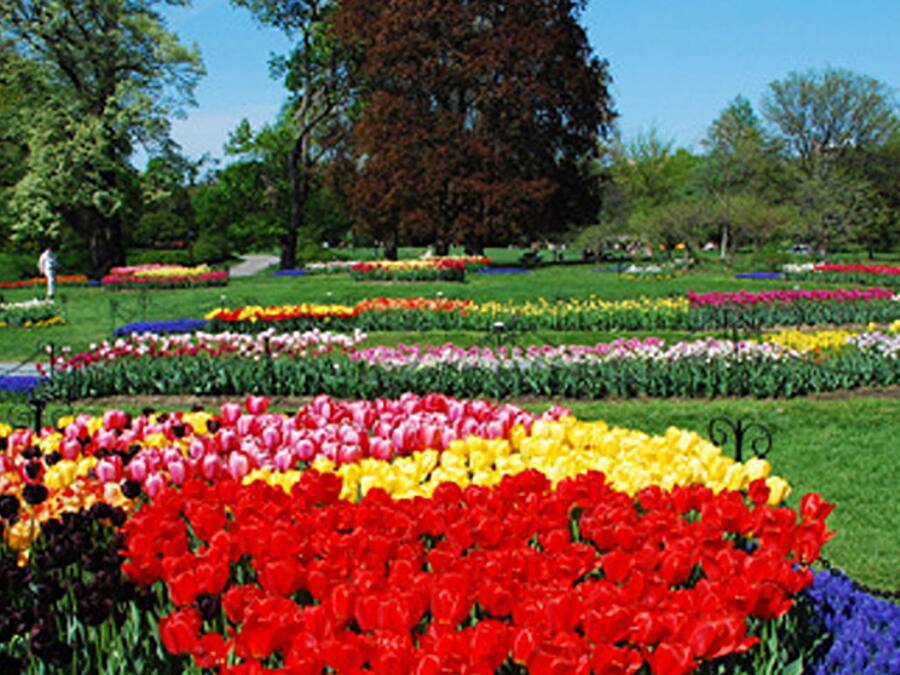 A garden with various flower beds, including a prominent section of red tulips.