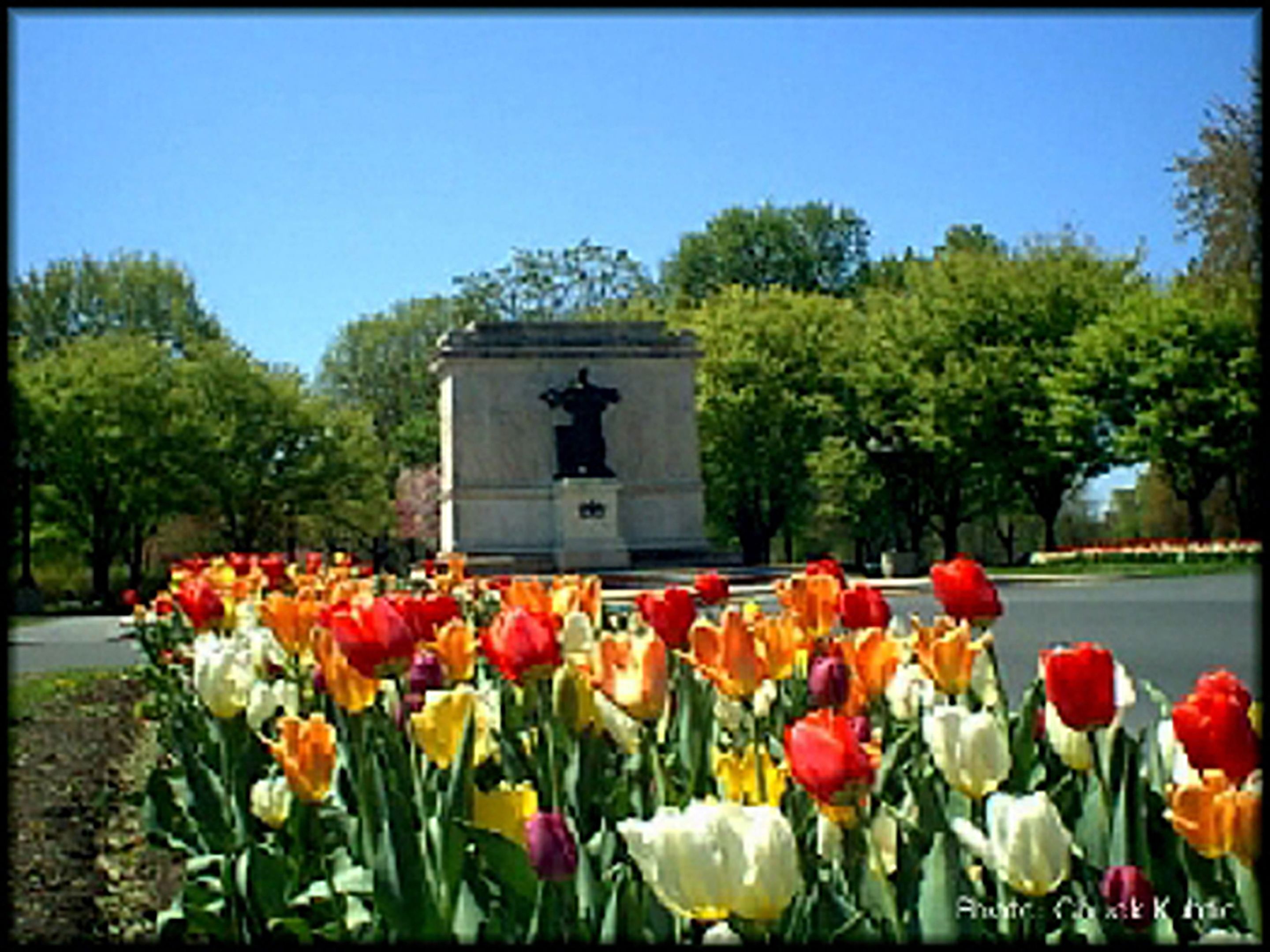 Un monument entouré d’une grande variété de tulipes.